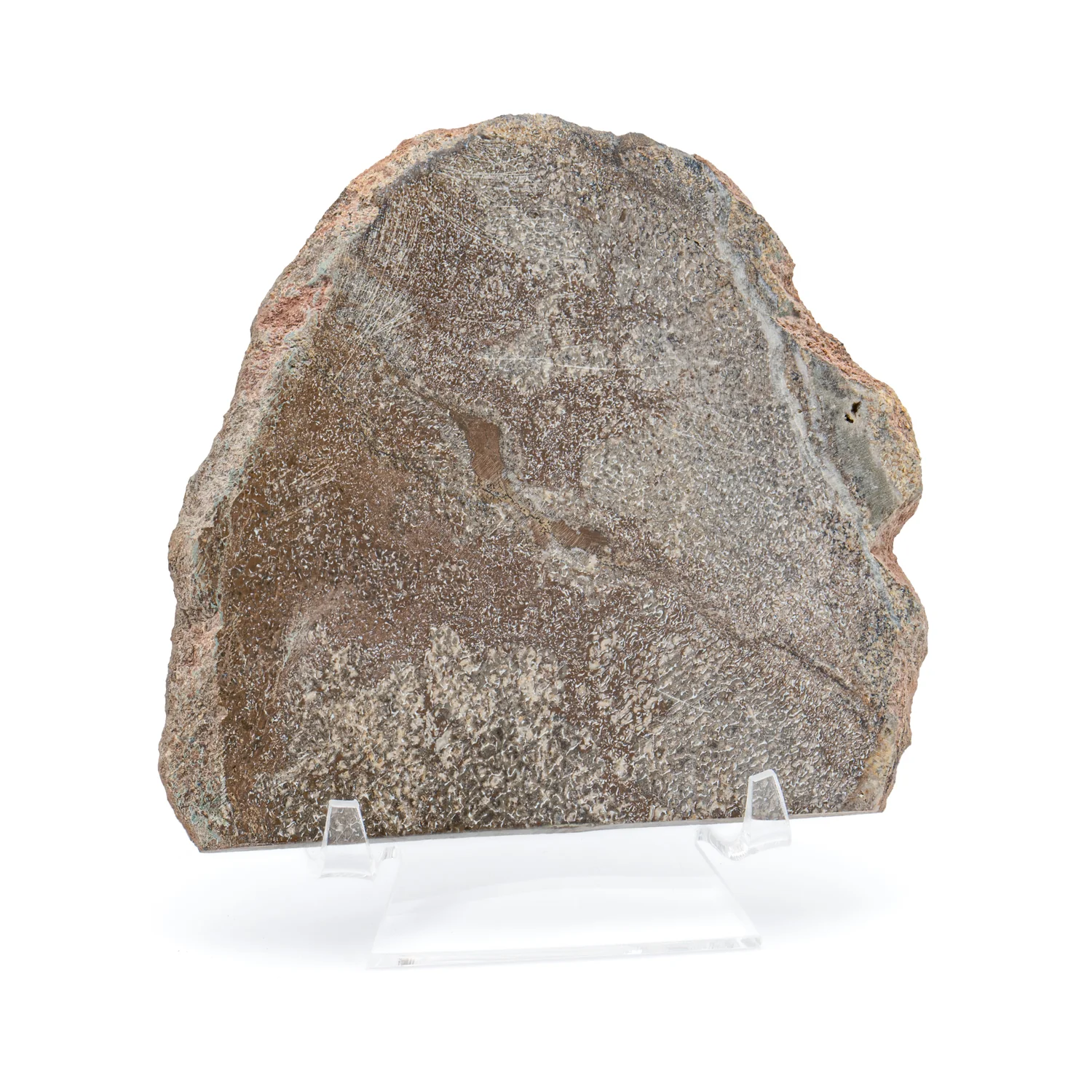 Atlasaurus Bone - SOLD 4.58" Polished Slab with Stand