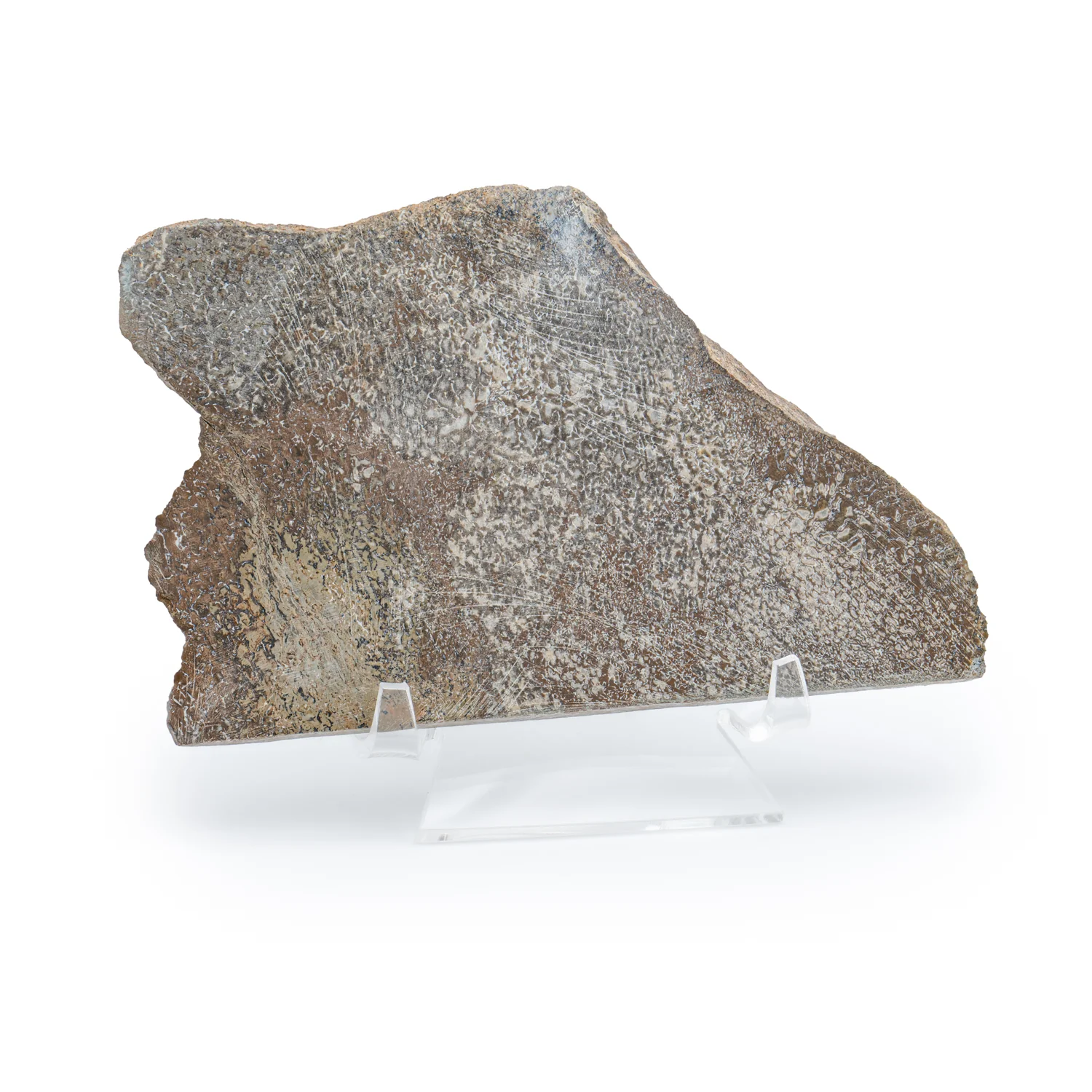 Atlasaurus Bone - SOLD 5.29" Polished Slab with Stand