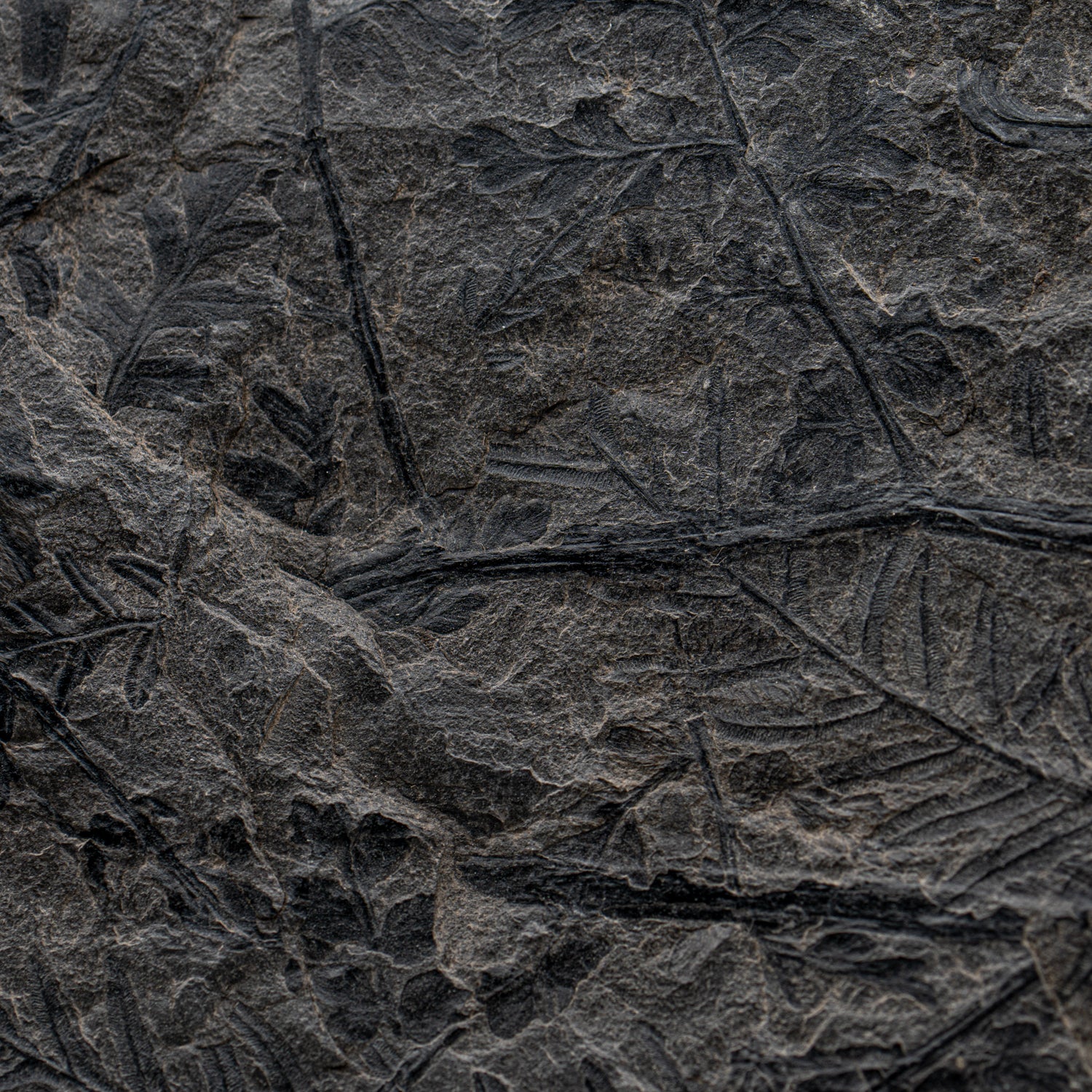 Carboniferous Fossil Plant - SOLD 11.52" Mariopteris - Image 3