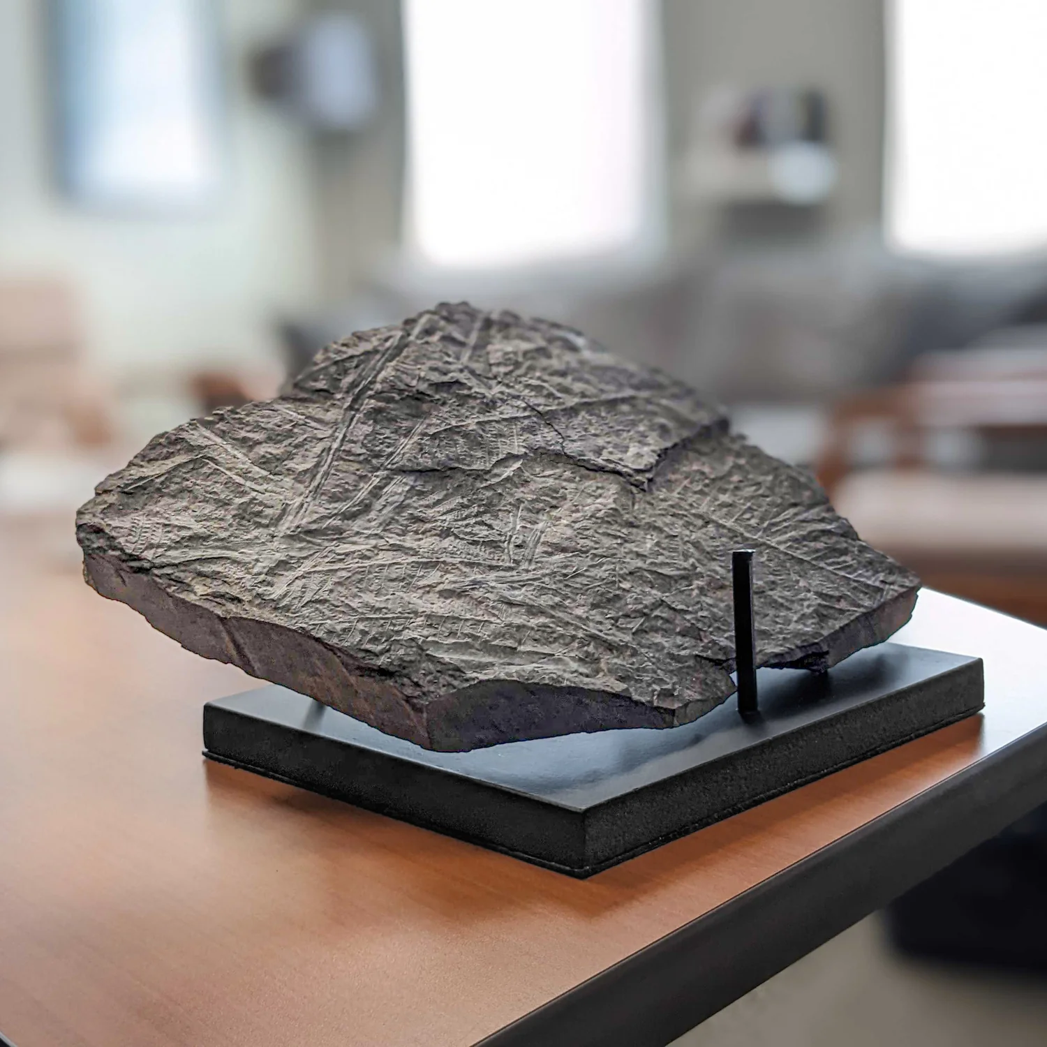 Carboniferous Fossil Plant - 10.79" Senftenbergia + Cyklopteris