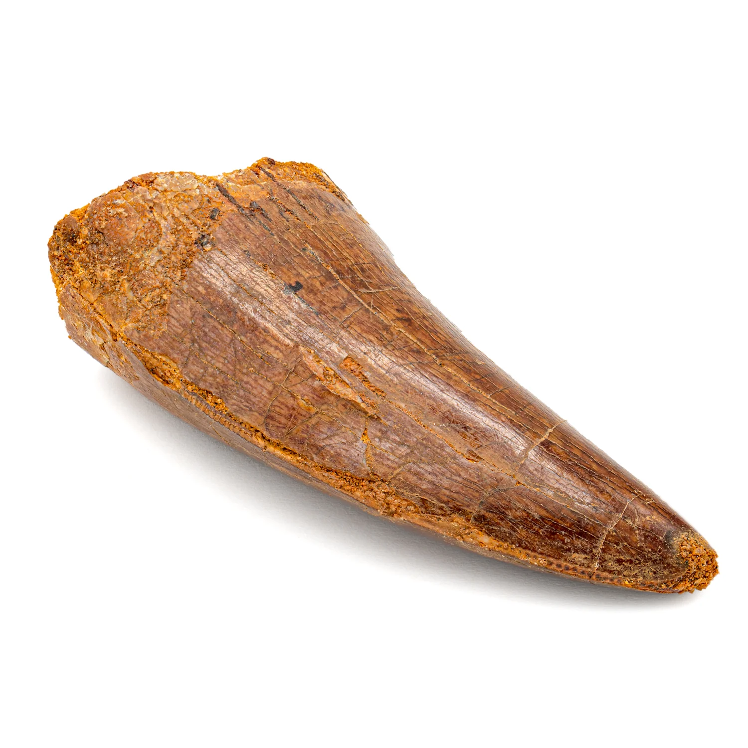 Carcharodontosaurus Tooth - SOLD 2.19" - Image 2