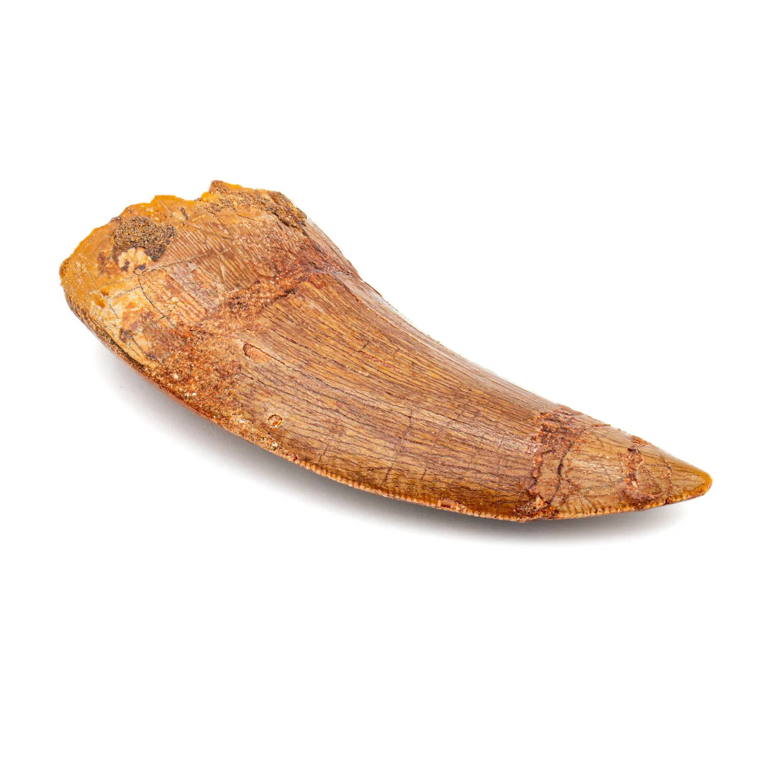 Carcharodontosaurus Tooth - SOLD 2.38"