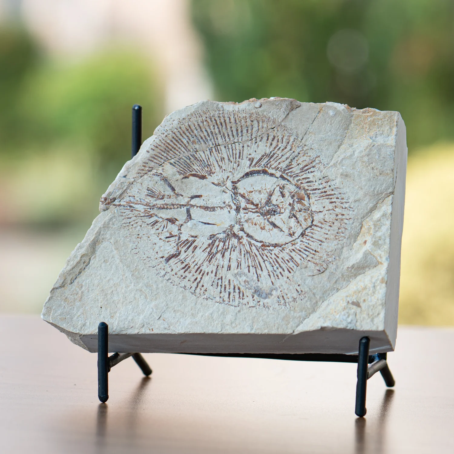 Cretaceous Era Fossil - SOLD Cyclobatis 4.47" - Sannine Formation