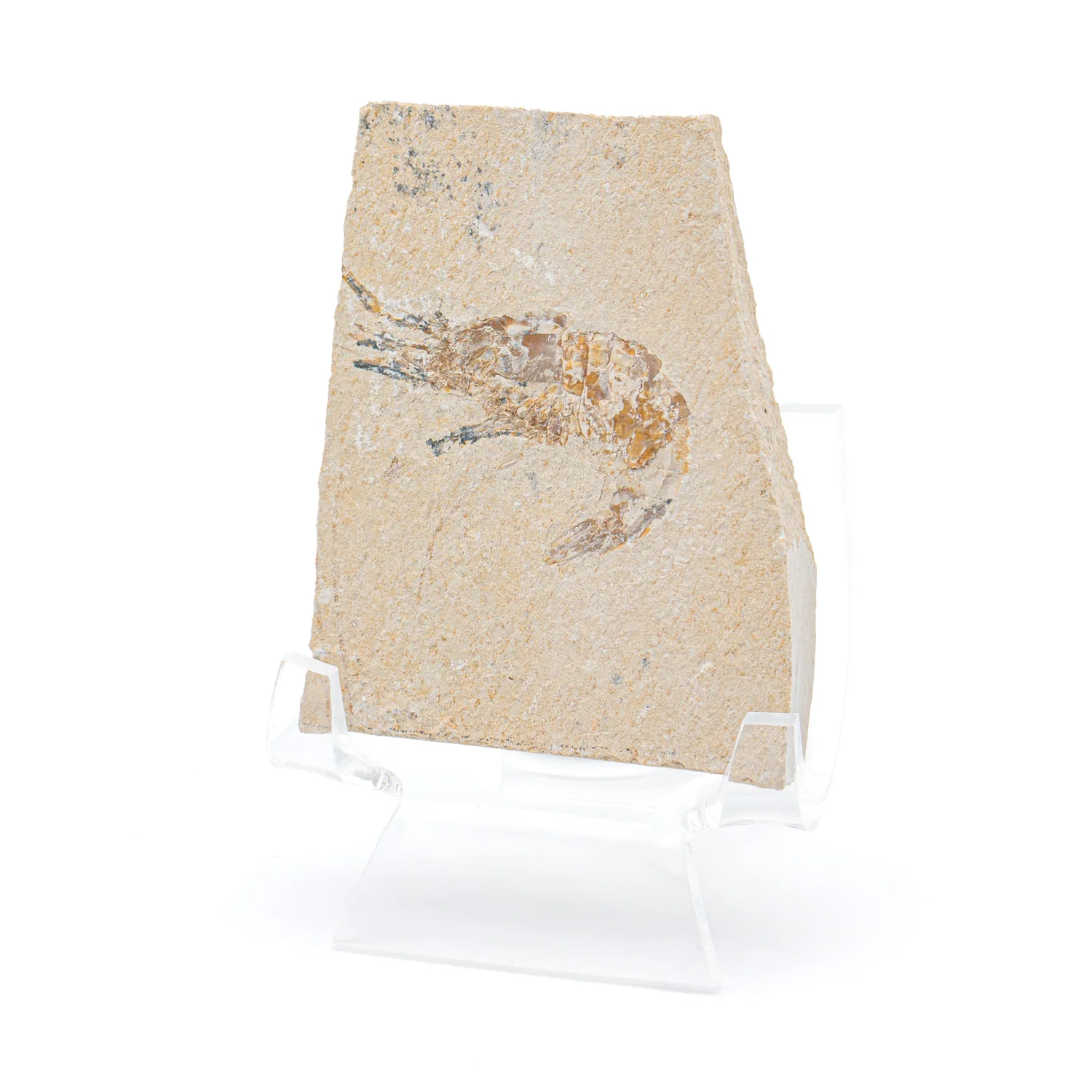 Cretaceous Era Fossil Shrimp - Sannine Formation