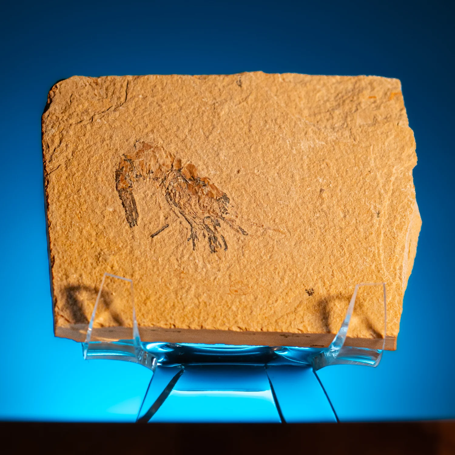 Cretaceous Era Fossil Shrimp - Sannine Formation - Image 2