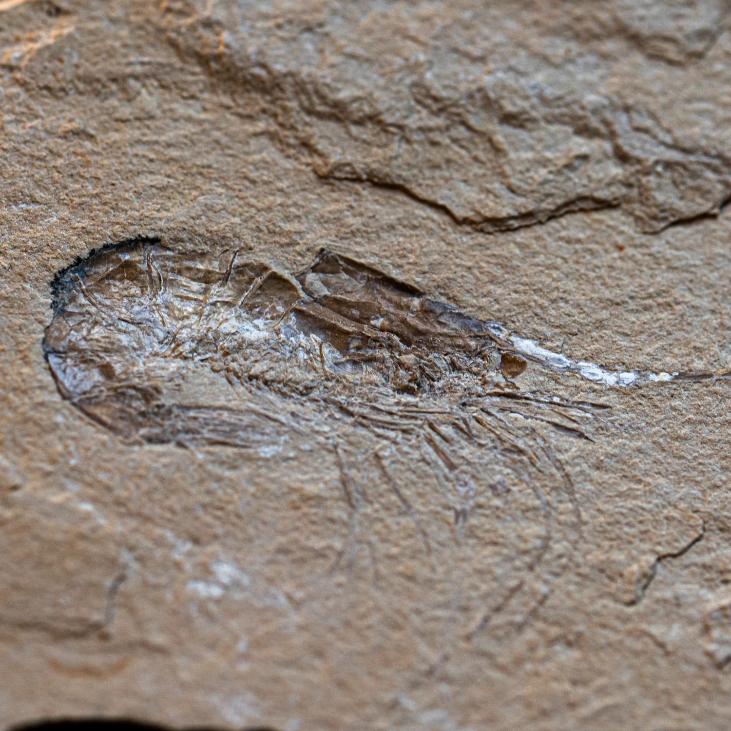 Cretaceous Era Fossil Shrimp - Sannine Formation - Image 6