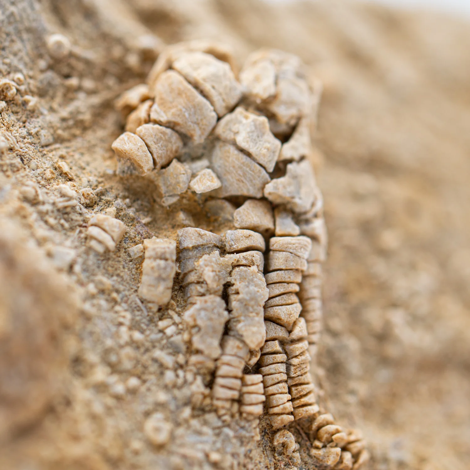 Crinoid Fossil Plate - SOLD 2.047" - Image 2