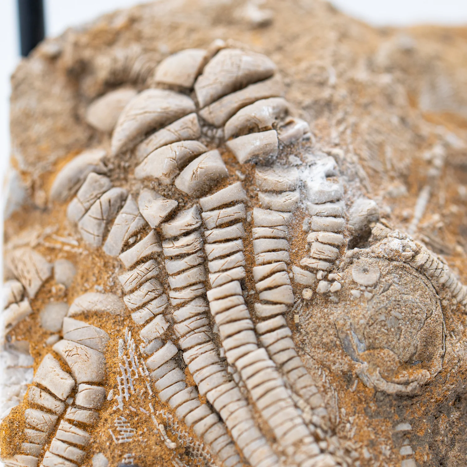 Crinoid Fossil Plate - SOLD 2.912" - Image 3