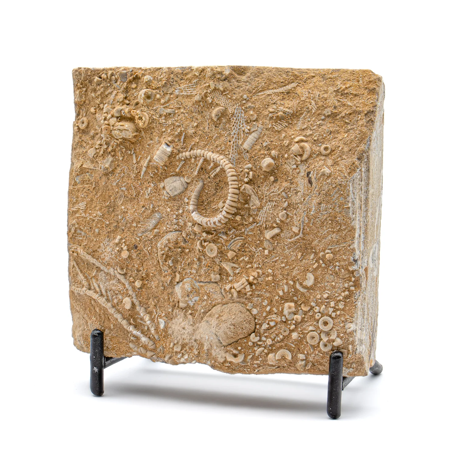 Crinoid Fossil Plate - 3.092"