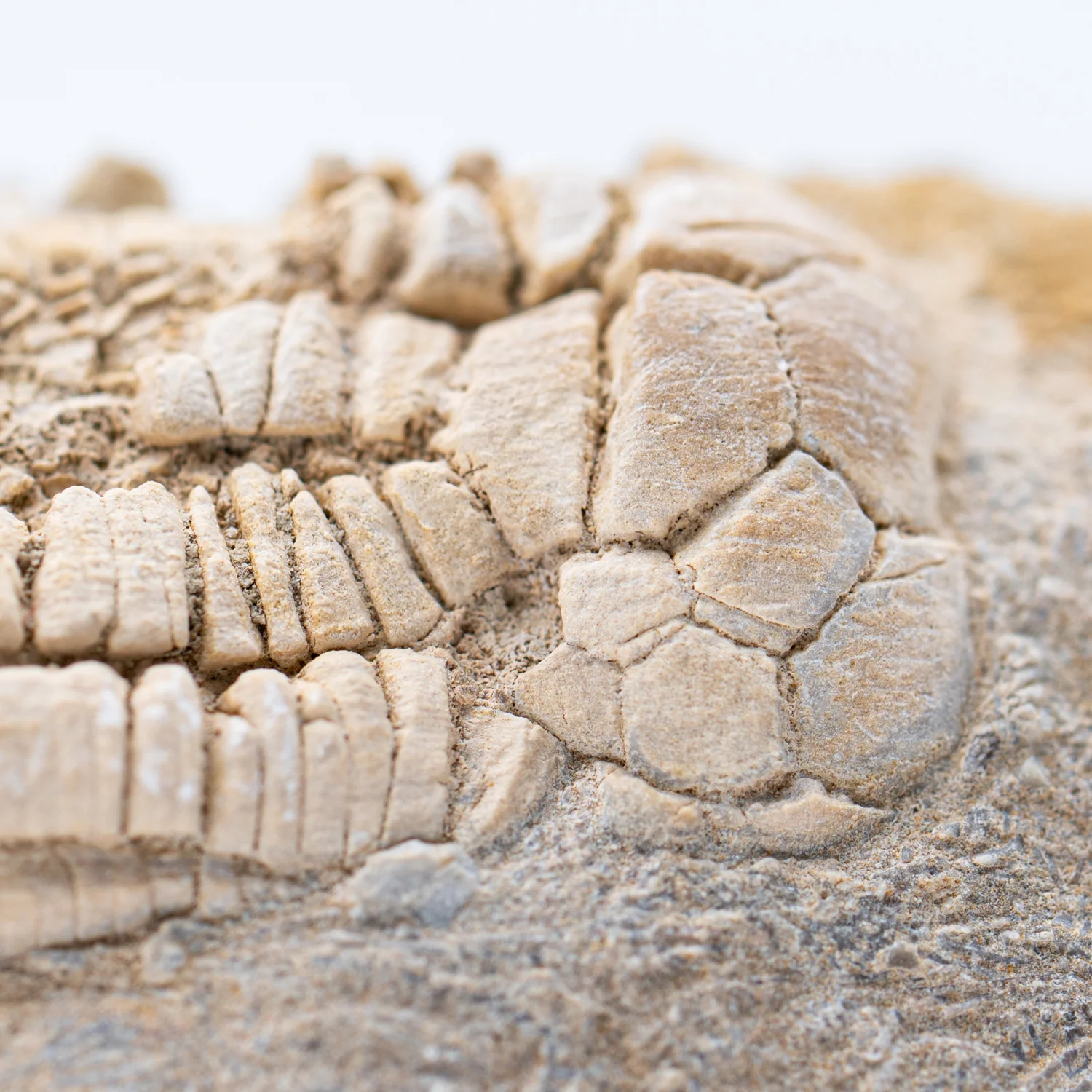 Crinoid Fossil Plate - 3.128" - Image 4