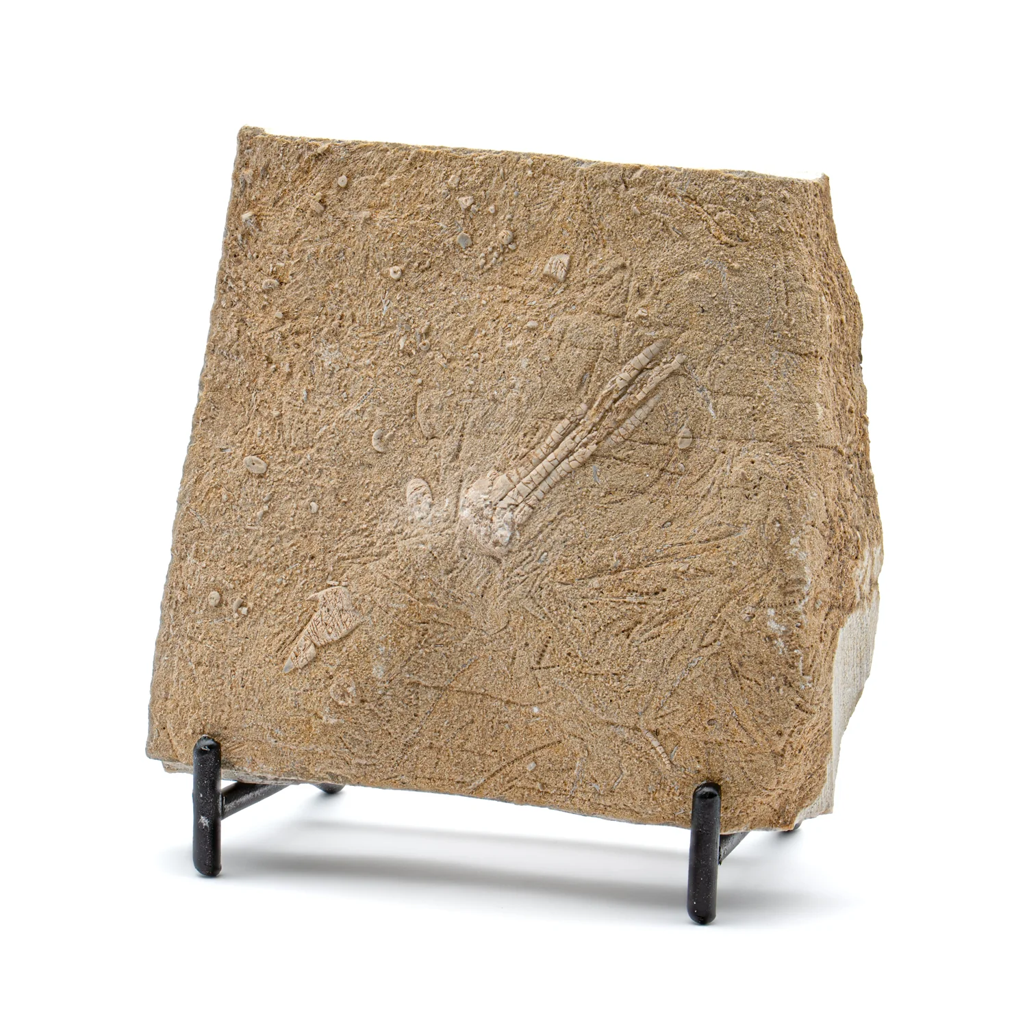Crinoid Fossil Plate - 3.345"