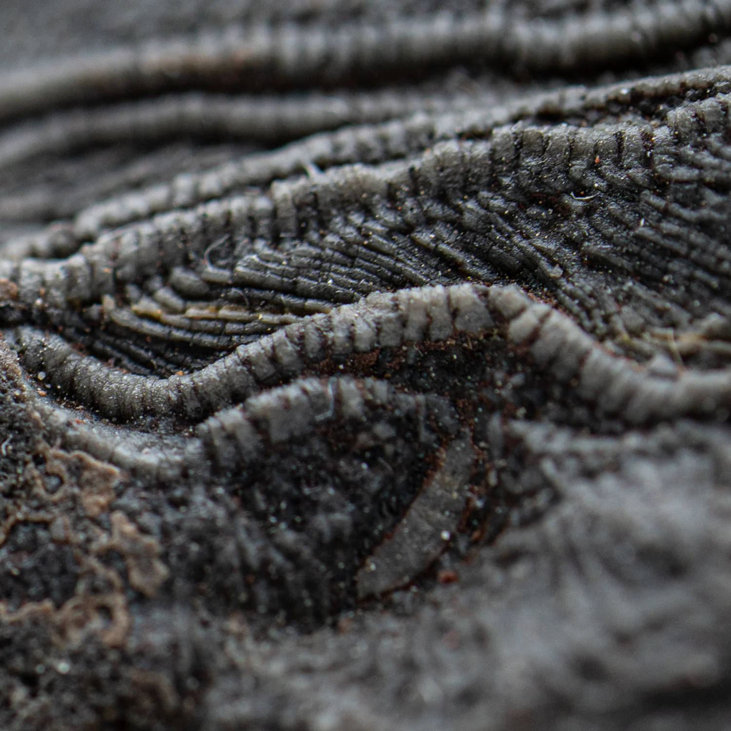 Crinoid Fossil Plate - SOLD 7.830" - Image 2