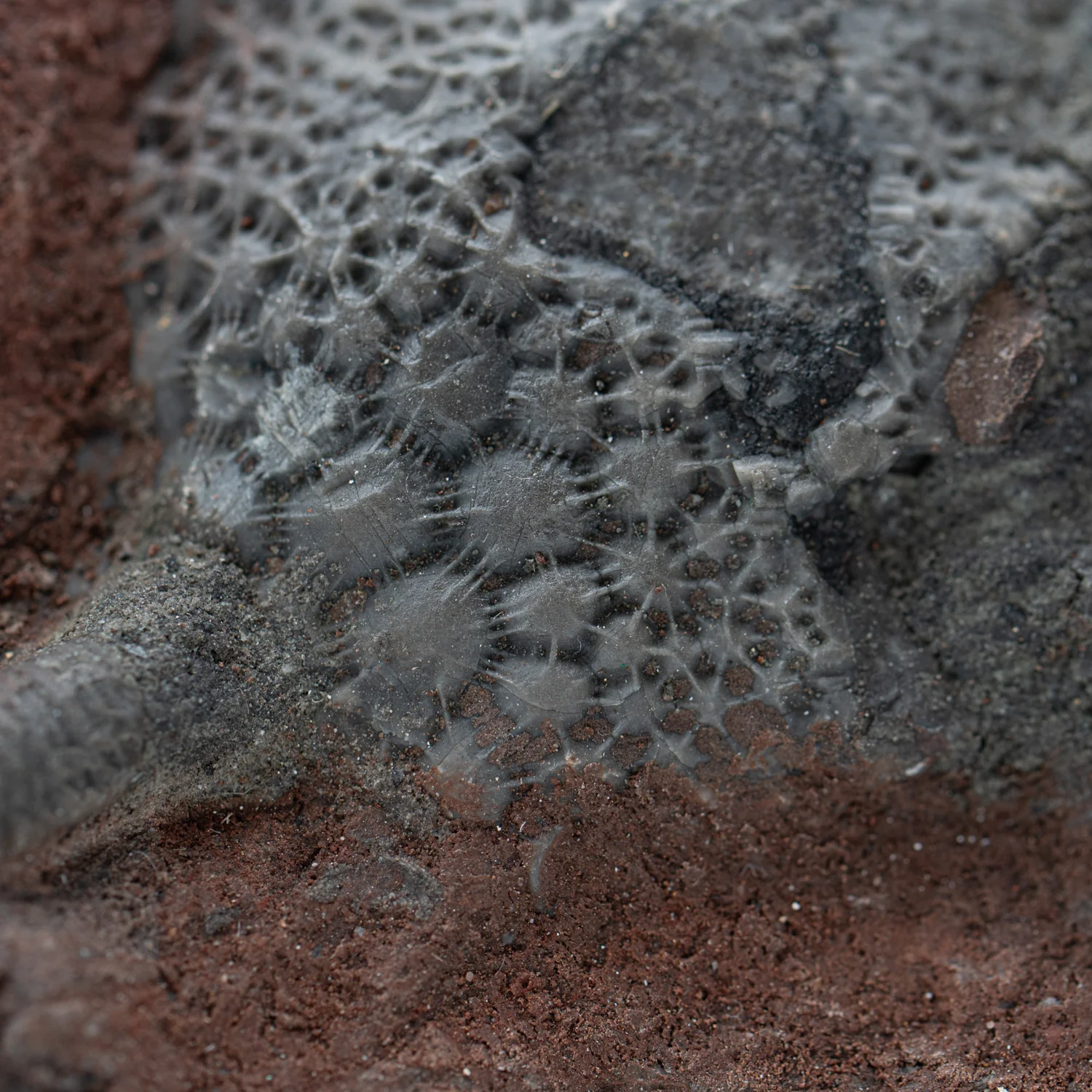 Crinoid Fossil Plate - SOLD 7.830" - Image 4