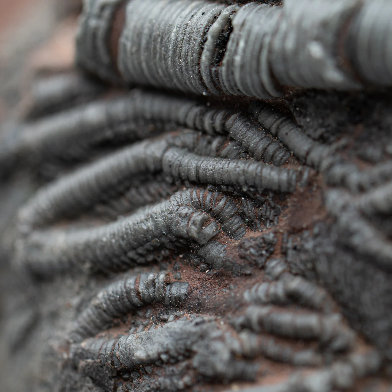 Crinoid Fossil Plate - SOLD 7.830" - Image 5