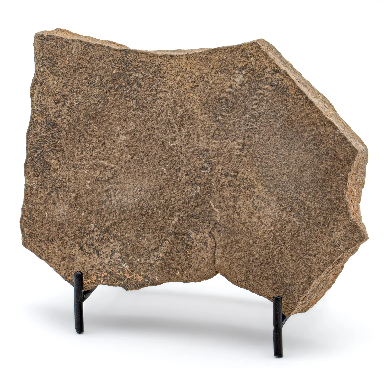 Cruziana Trilobite Tracks - SOLD 5.428"