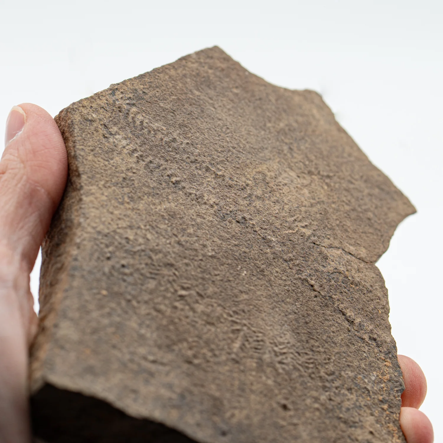 Cruziana Trilobite Tracks - SOLD 5.428" - Image 2