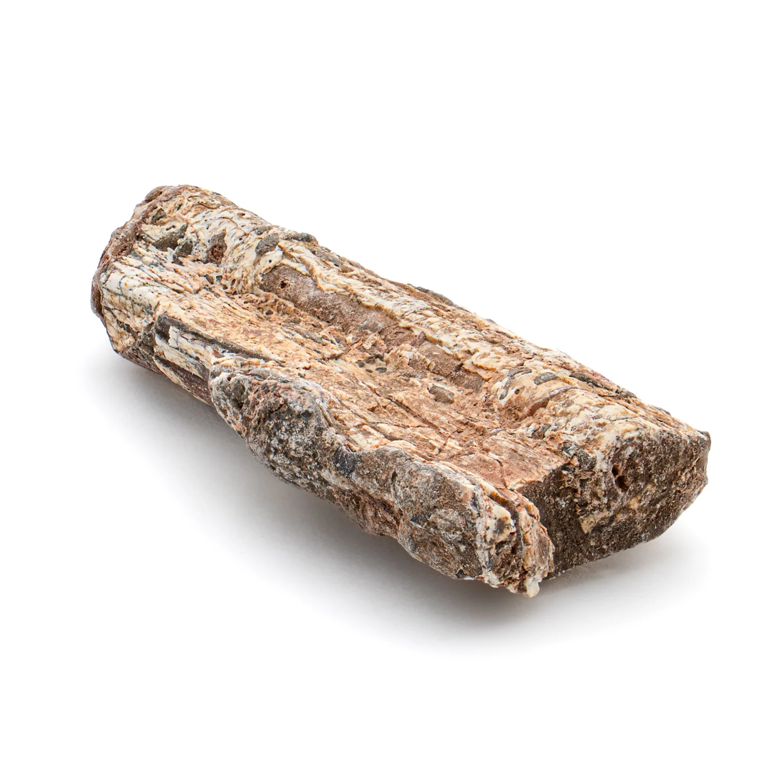 Dimetrodon 1.08" Neural Spine Fragment - Image 2