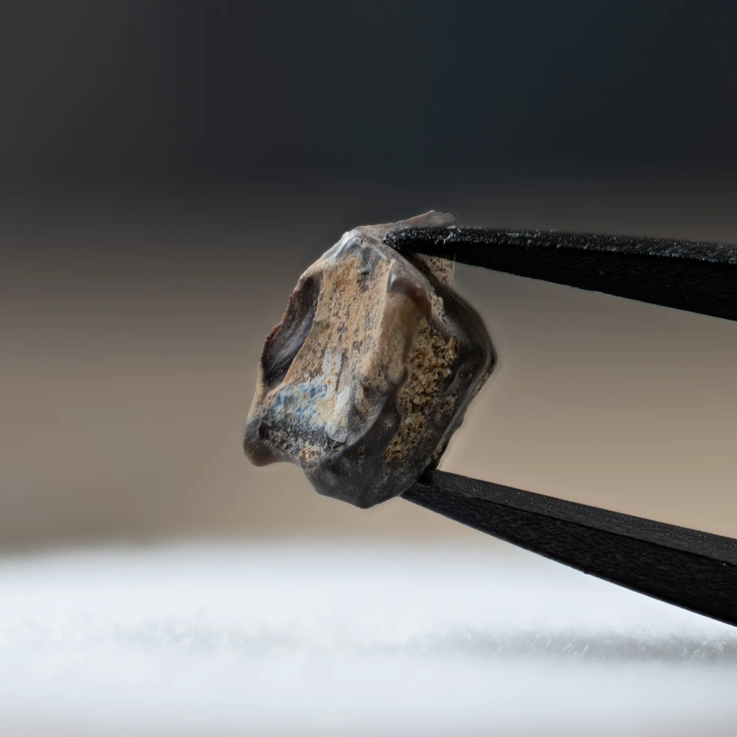 Edmontosaurus Tooth - Image 2