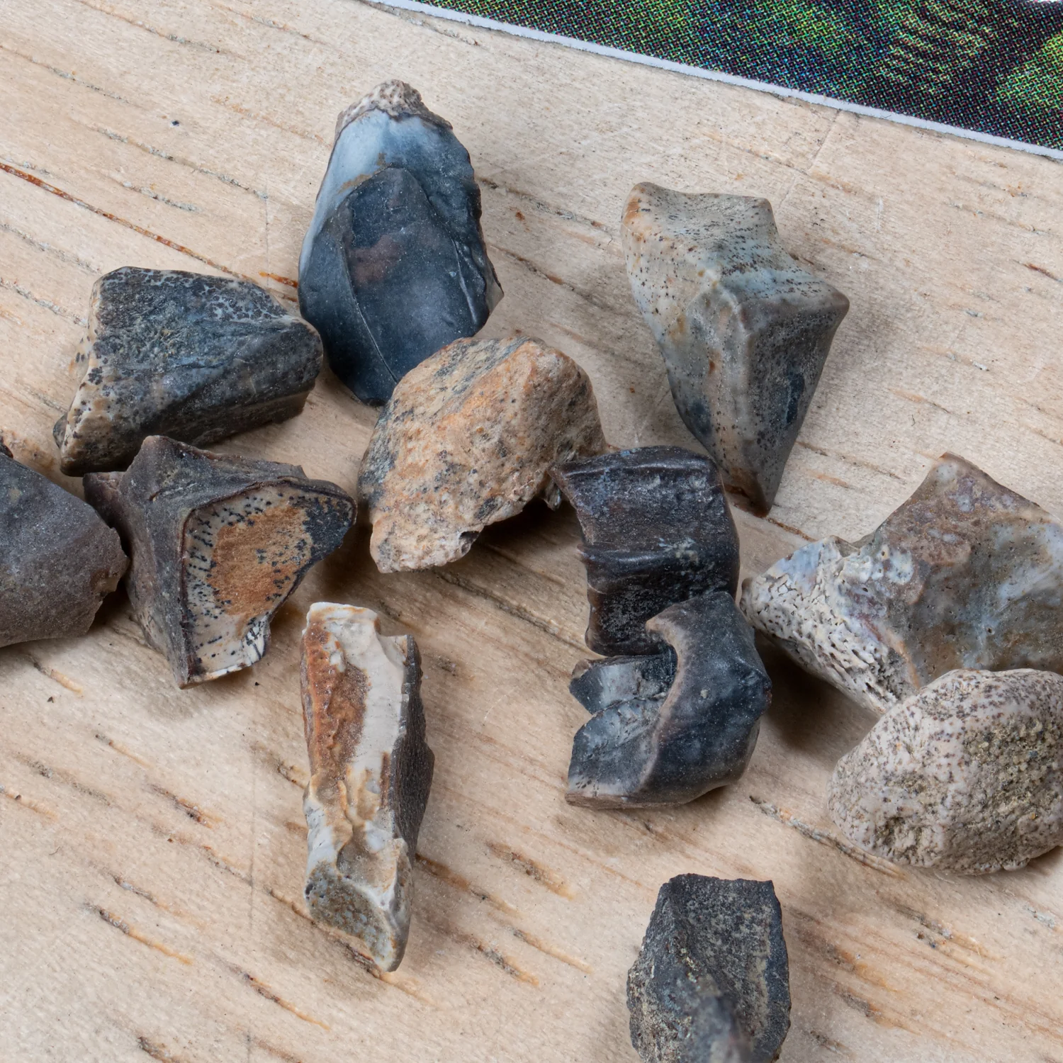 Edmontosaurus Tooth - Image 5