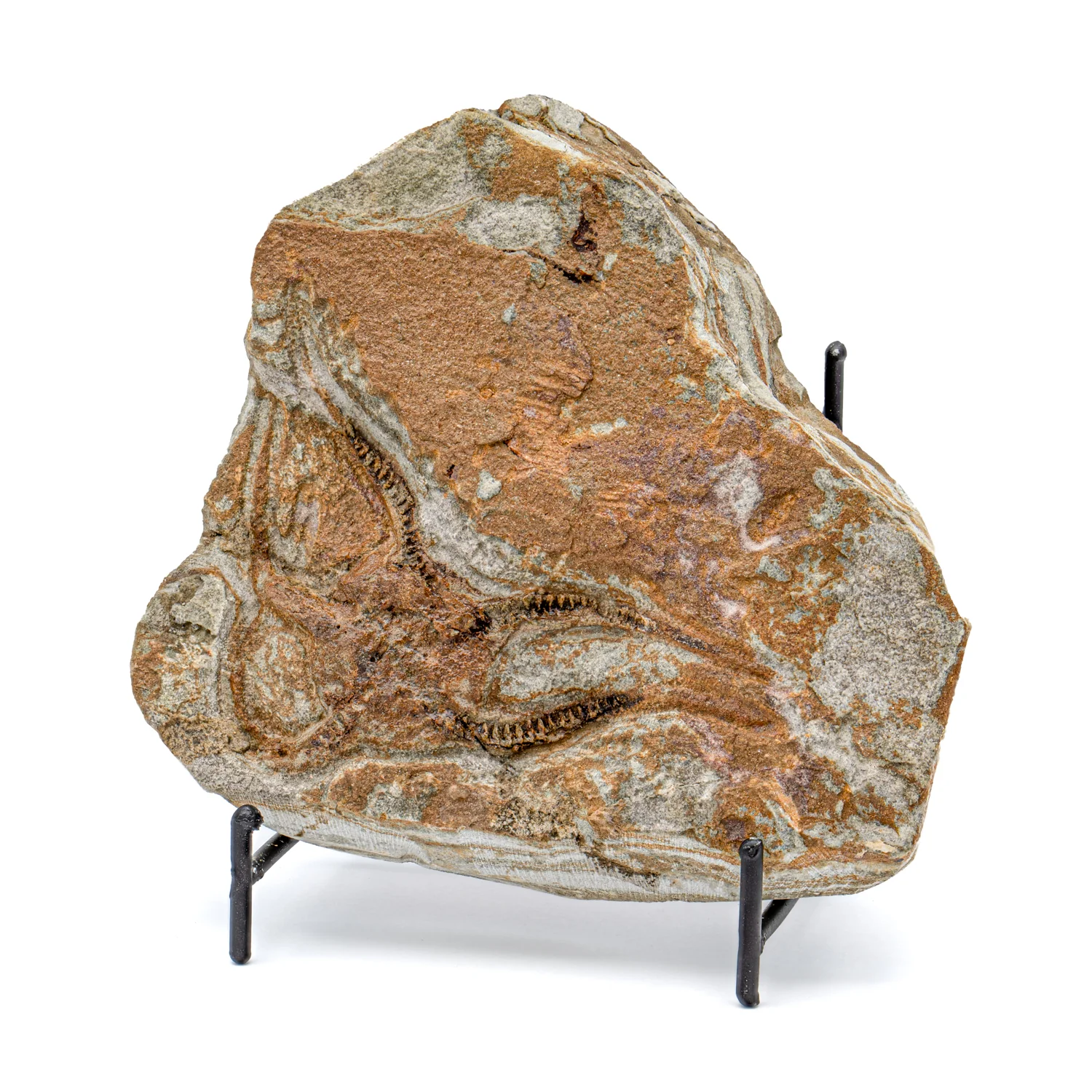 Fossil Brittle Star - SOLD 5.52" Ophiurida