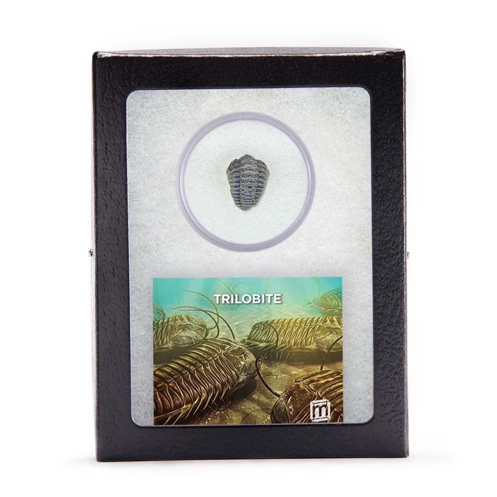 Future Paleontologist Fossil Bundle - Image 4