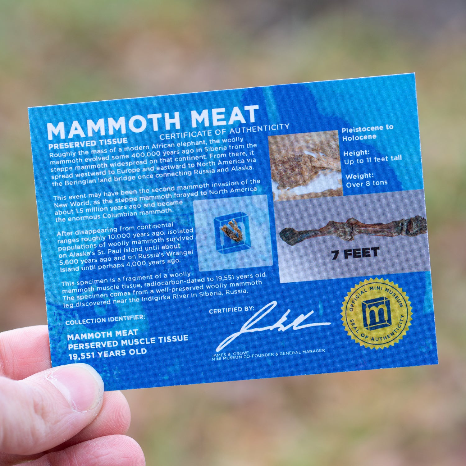 Mammoth Meat - Display Card