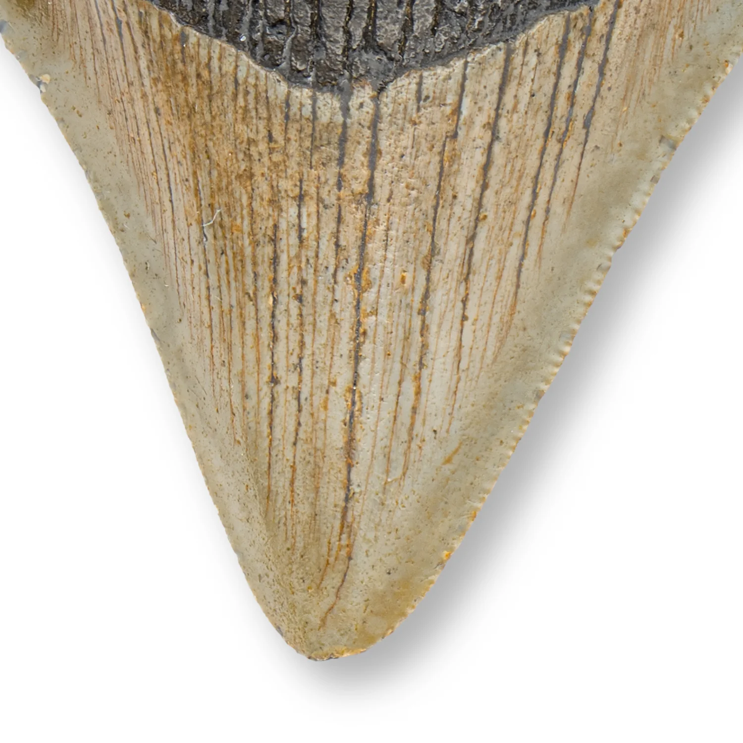 Megalodon Tooth - SOLD 3.807" Natural - Image 2