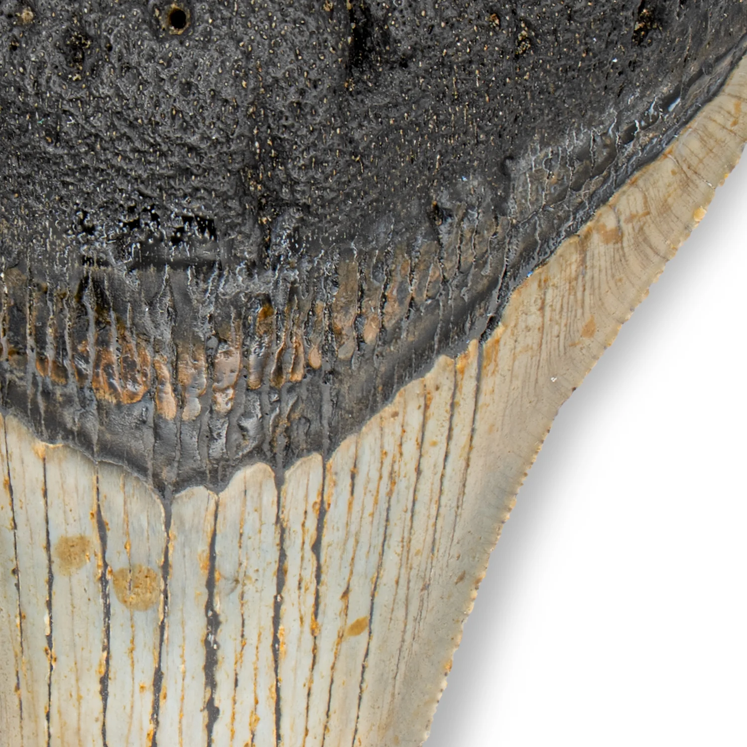 Megalodon Tooth - 4.086" Polished - Image 3