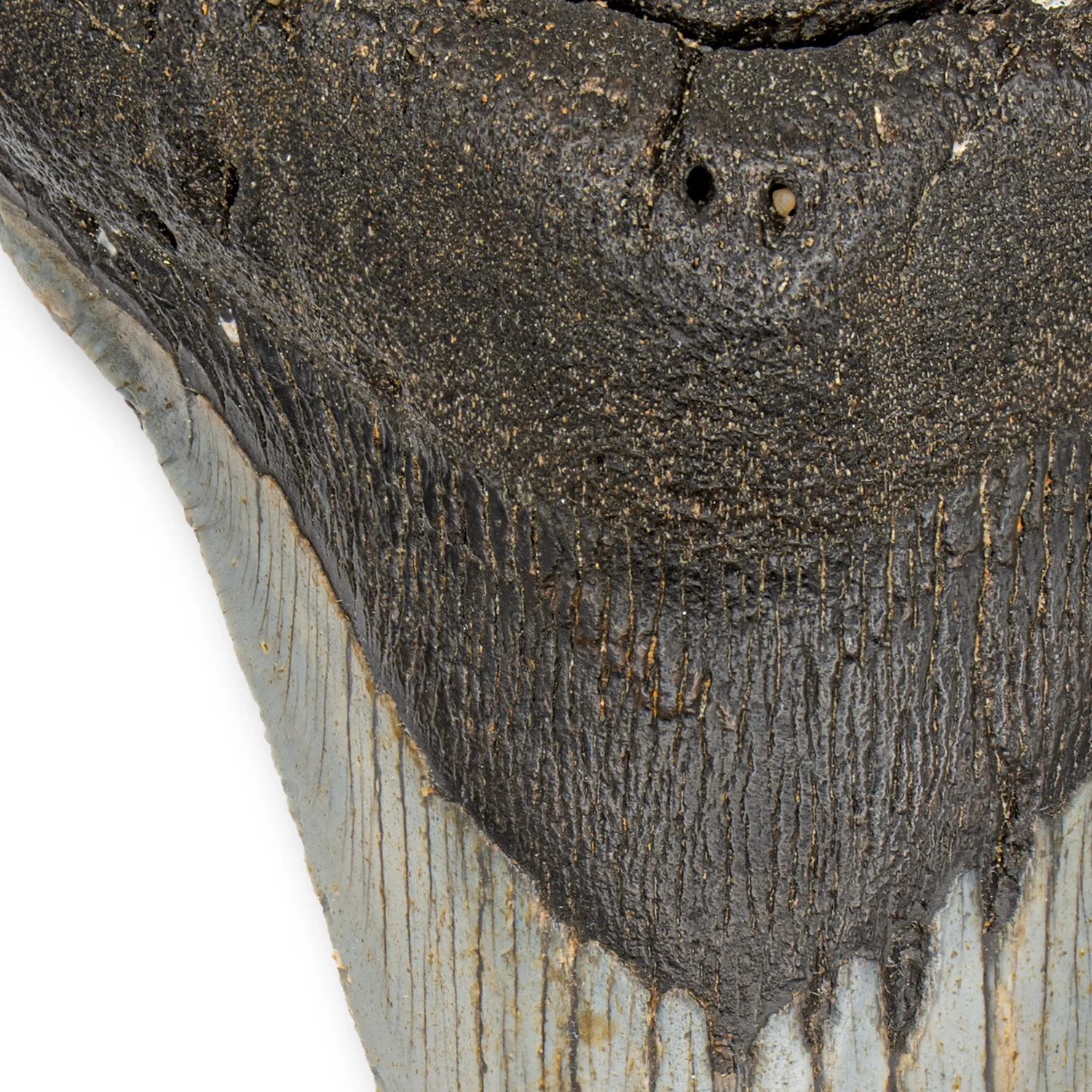 Megalodon Tooth - 4.981" Natural - Image 3