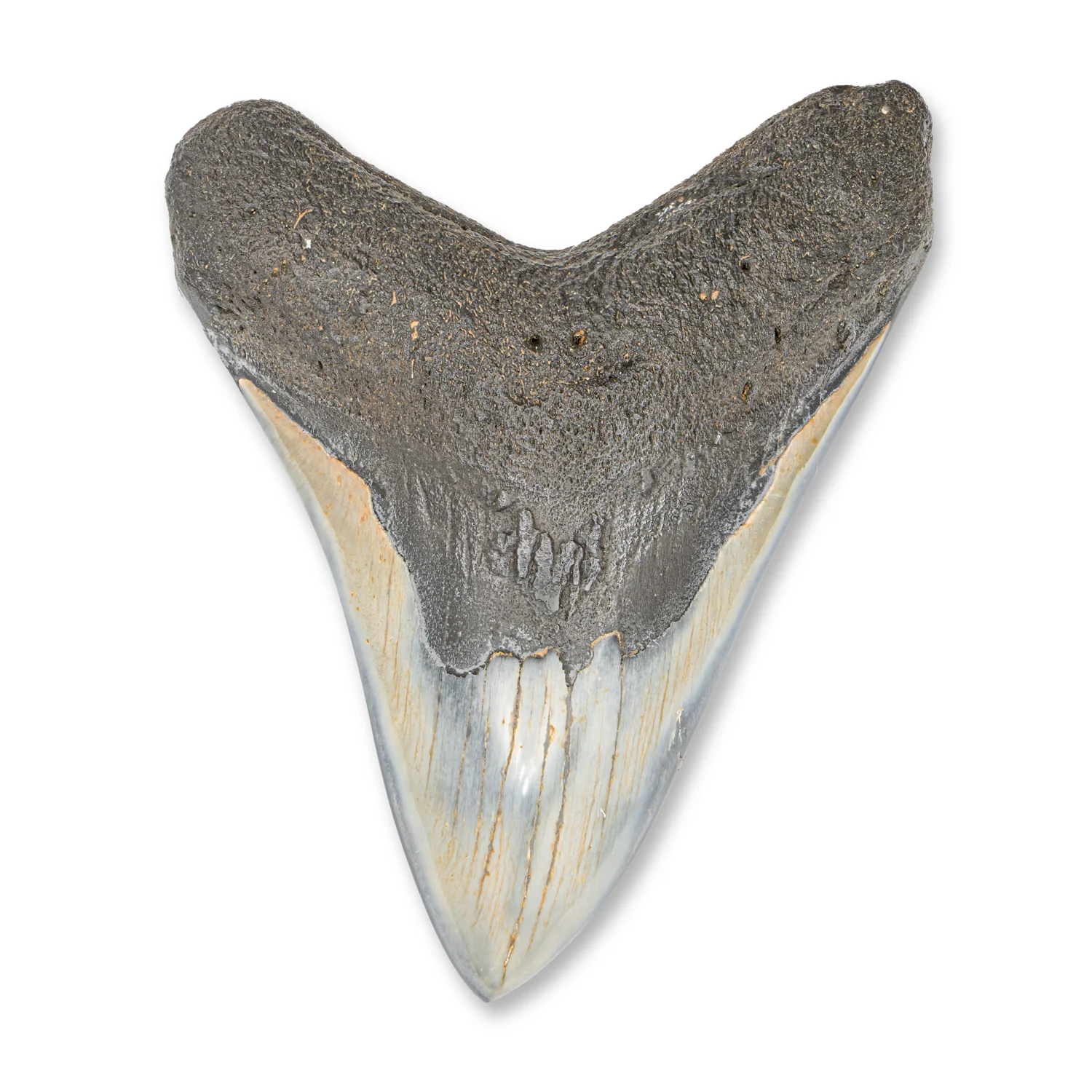 Megalodon Tooth - SOLD 4.52" Polished