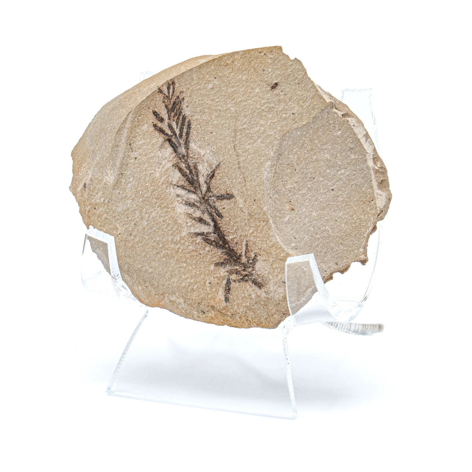 Metasequoia Frond