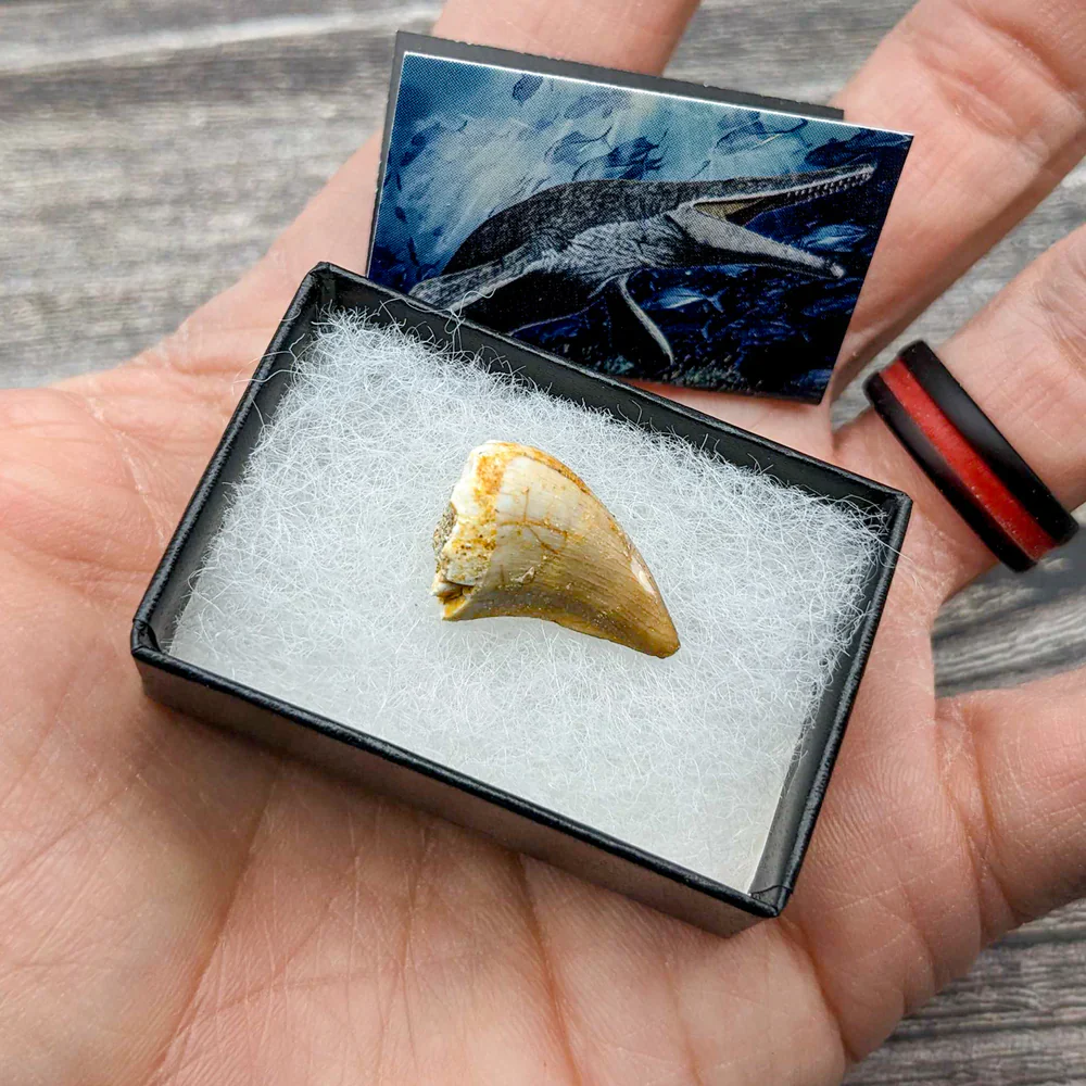 Mighty Mosasaur Pocket Fossil - Image 2