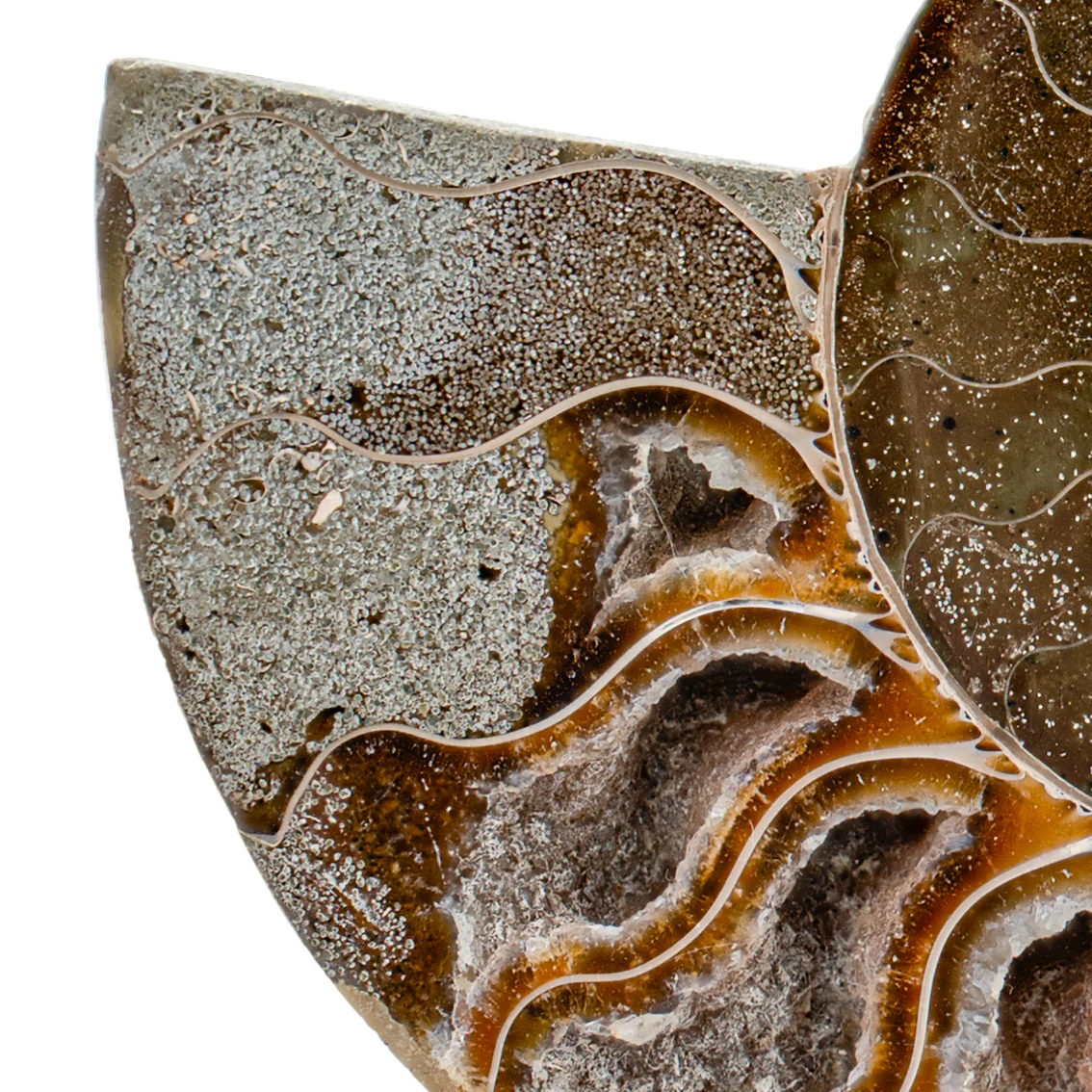 Polished Ammonite Split Pair - 4.380" Cleoniceras - Image 2