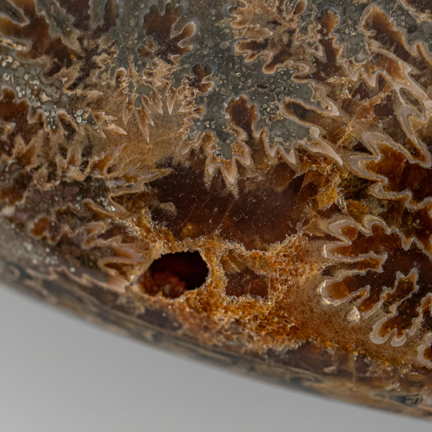 Polished Sutured Ammonite - SOLD 11.02" Cleoniceras - Image 7