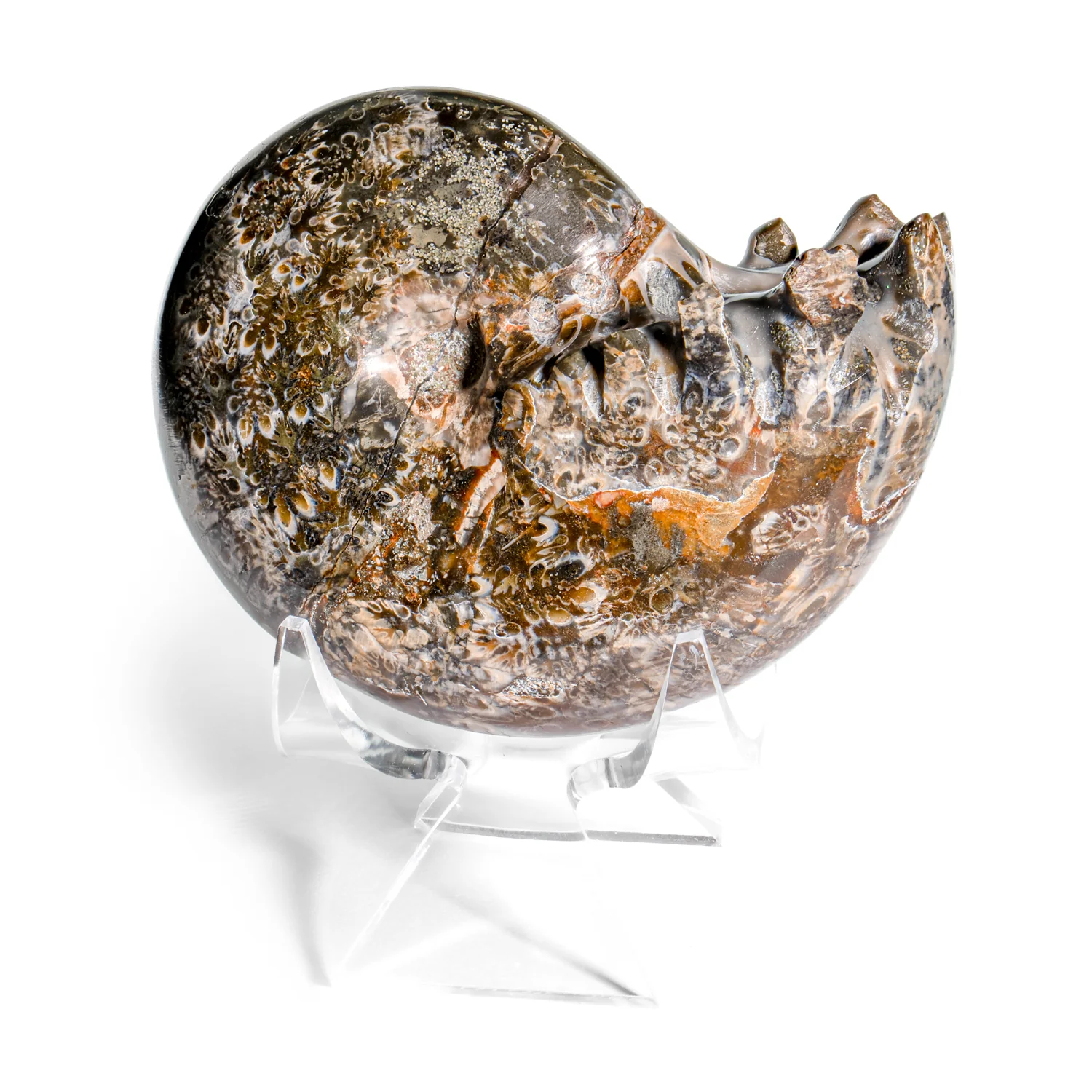 Polished Sutured Ammonite - 2.82" Phylloceras