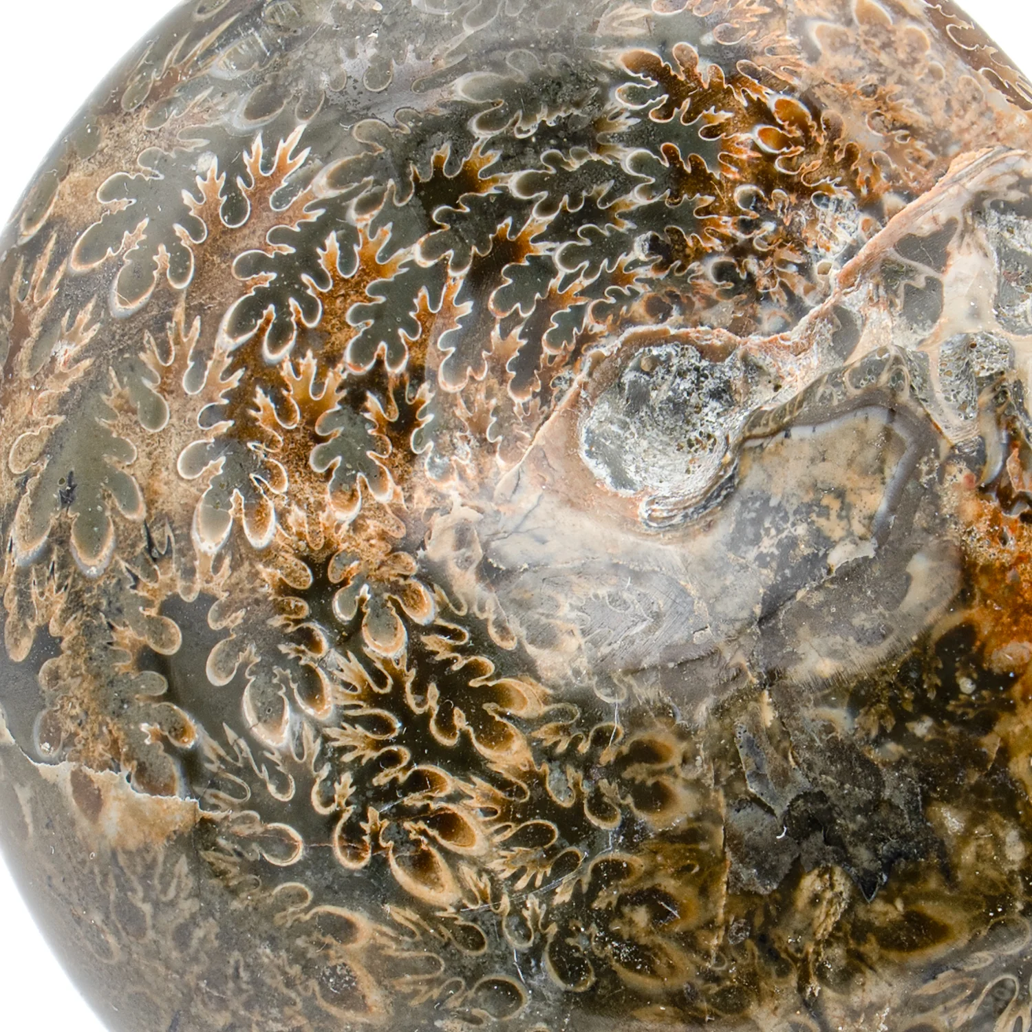 Polished Sutured Ammonite - SOLD 2.972" Phylloceras - Image 2