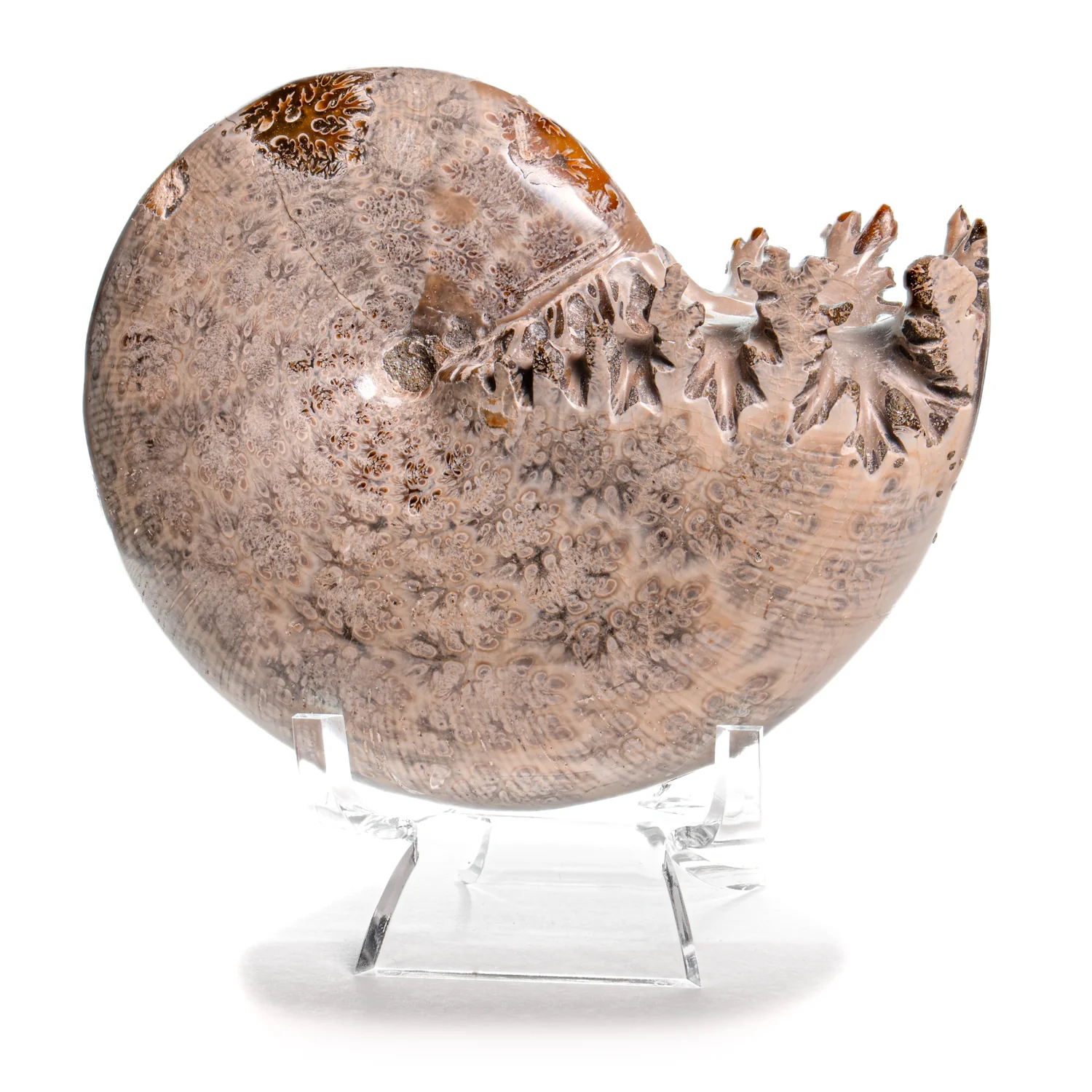 Polished Sutured Ammonite - SOLD 4.37" Phylloceras