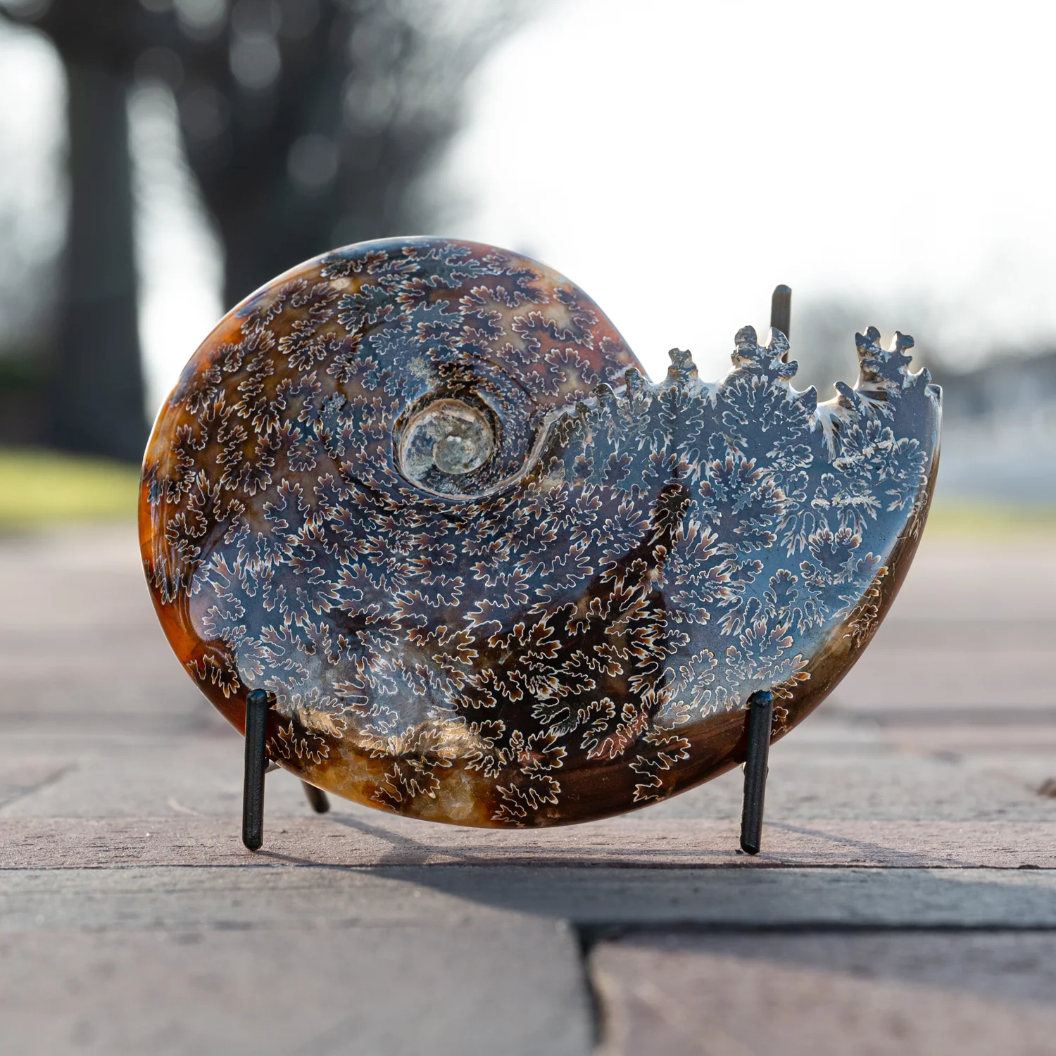 Polished Sutured Ammonite - SOLD 5.16" Cleoniceras - Image 3
