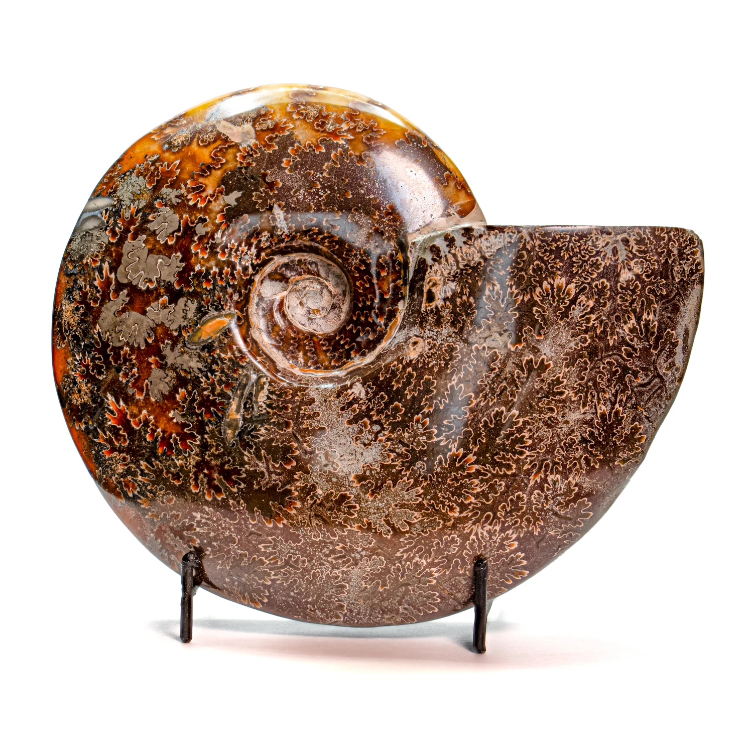 Polished Sutured Ammonite - 7.17" Cleoniceras