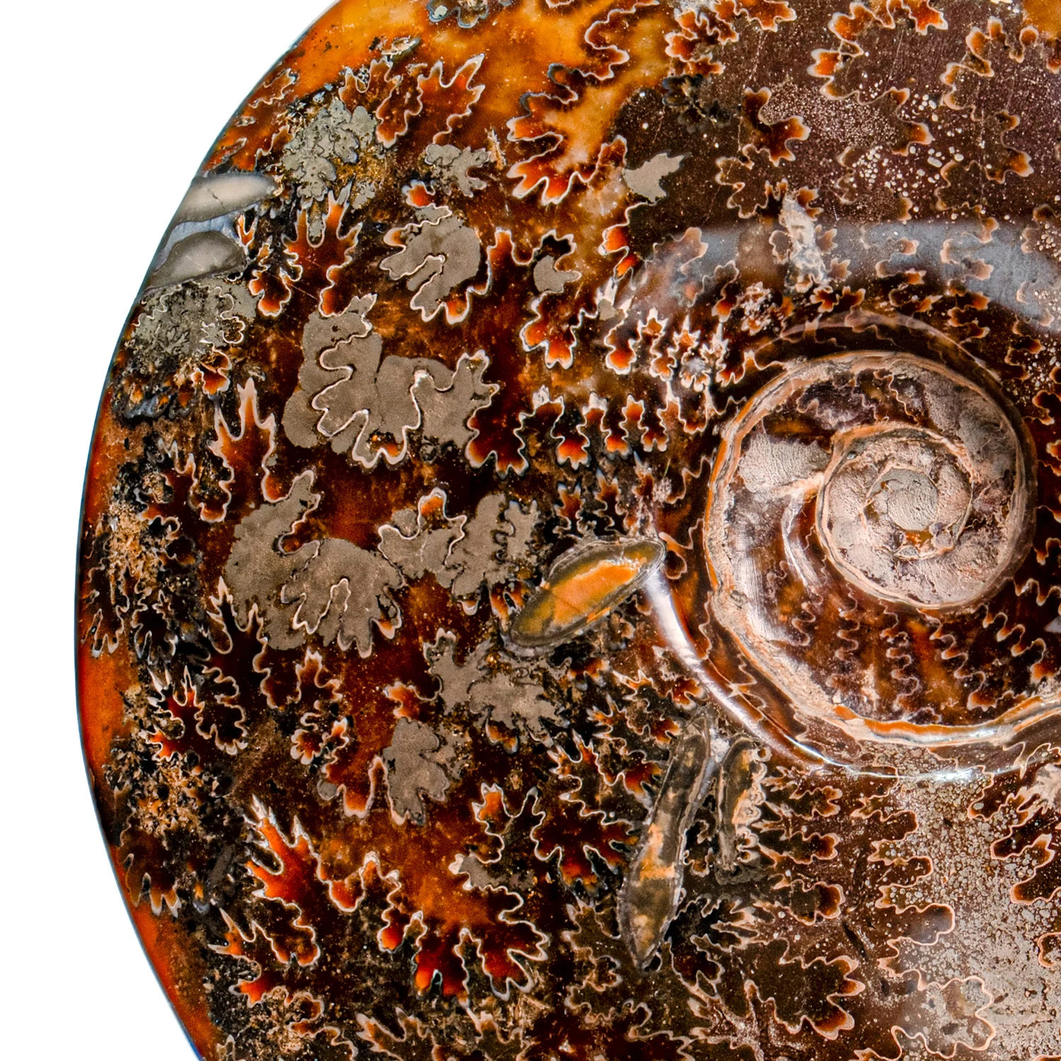 Polished Sutured Ammonite - 7.17" Cleoniceras - Image 2