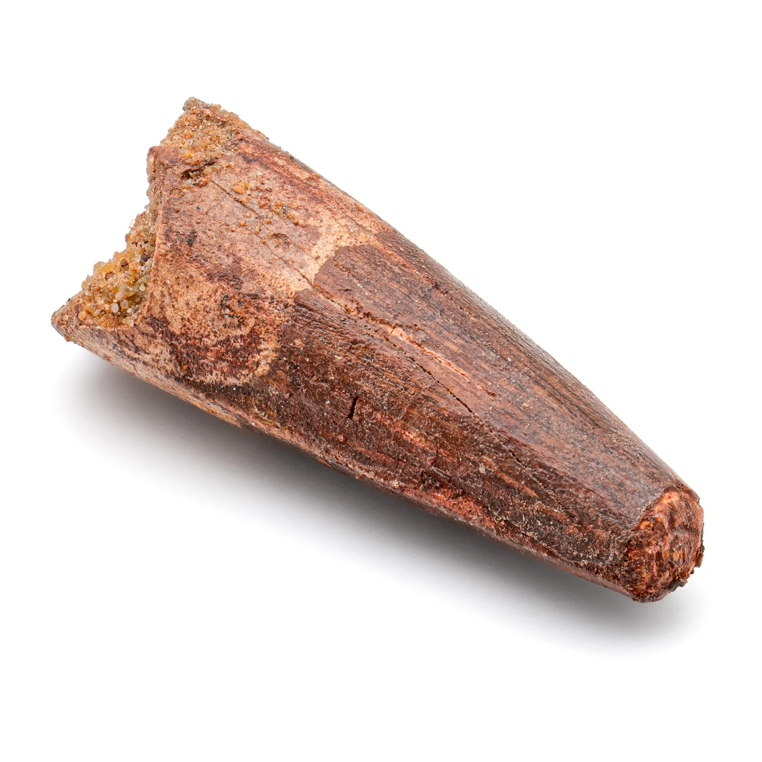 Spinosaurus Tooth - 1.524" Natural Wear Fossil