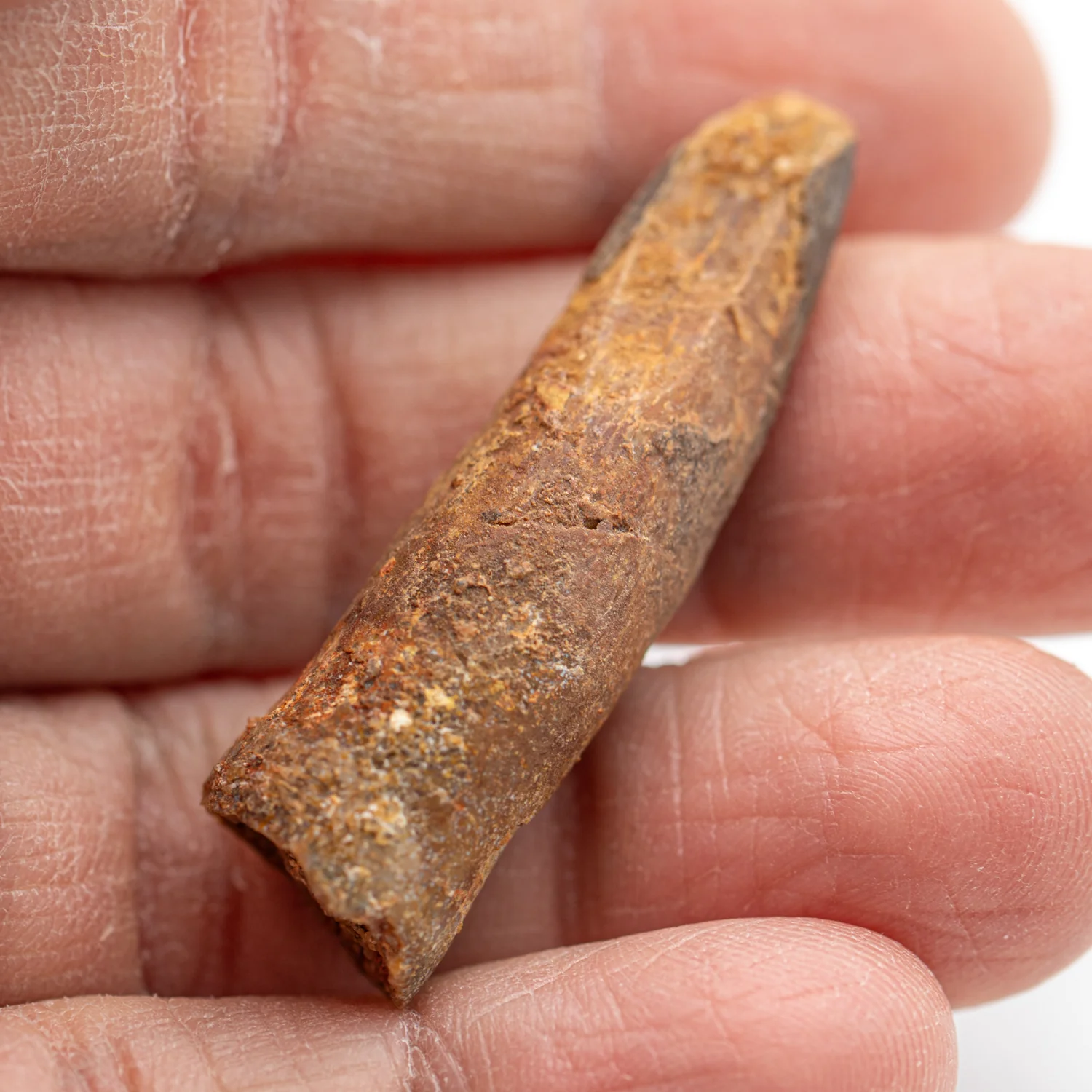 Spinosaurus Tooth - SOLD 1.617" Natural Wear Fossil - Image 3
