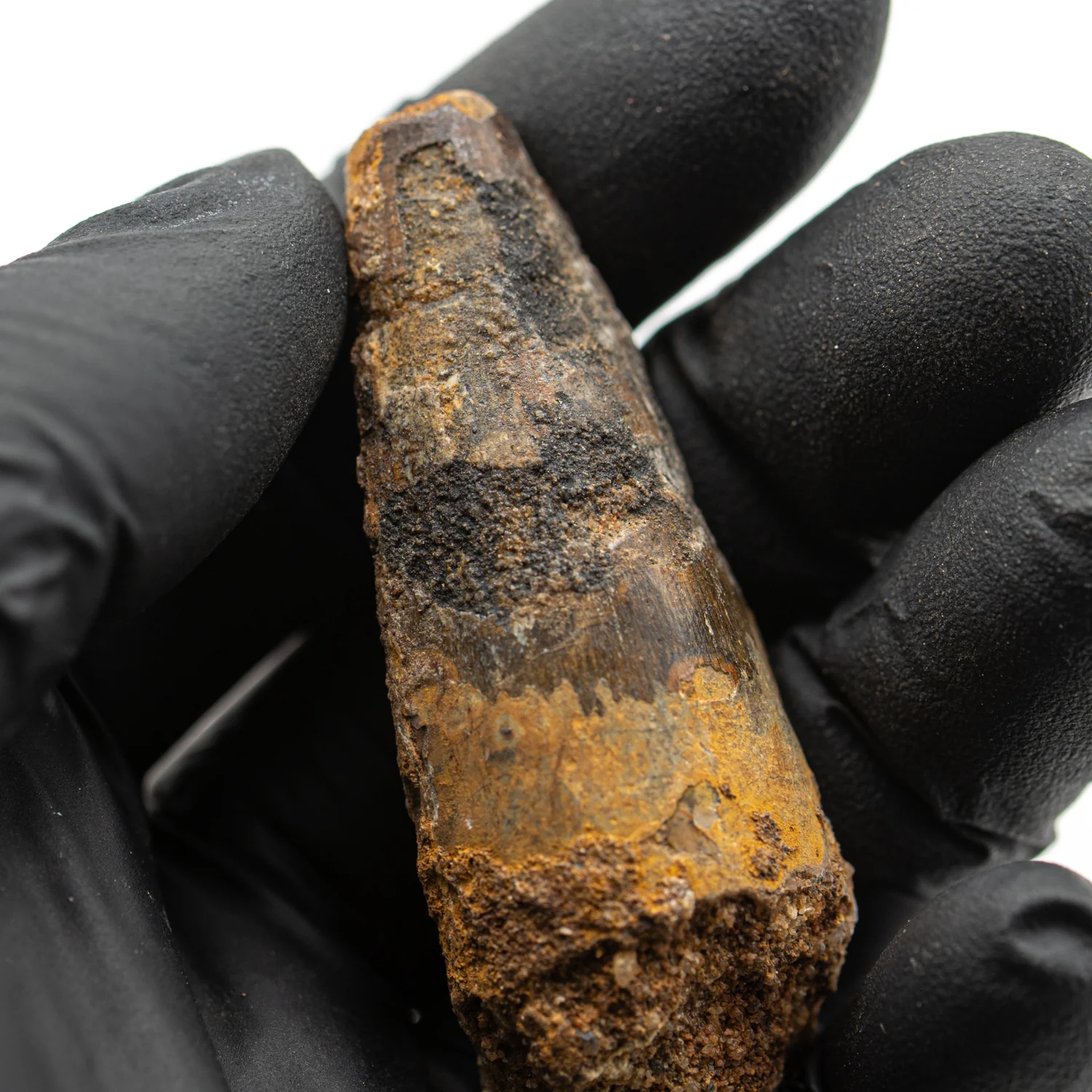Spinosaurus Tooth - SOLD 2.358" Natural Wear Fossil - Image 2