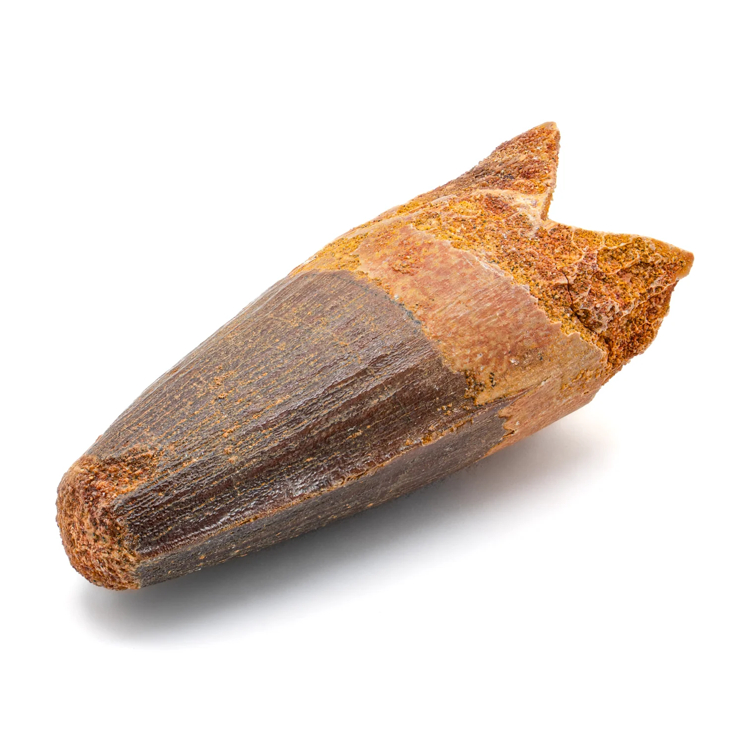 Spinosaurus Tooth - SOLD 2.445" Natural Wear Fossil