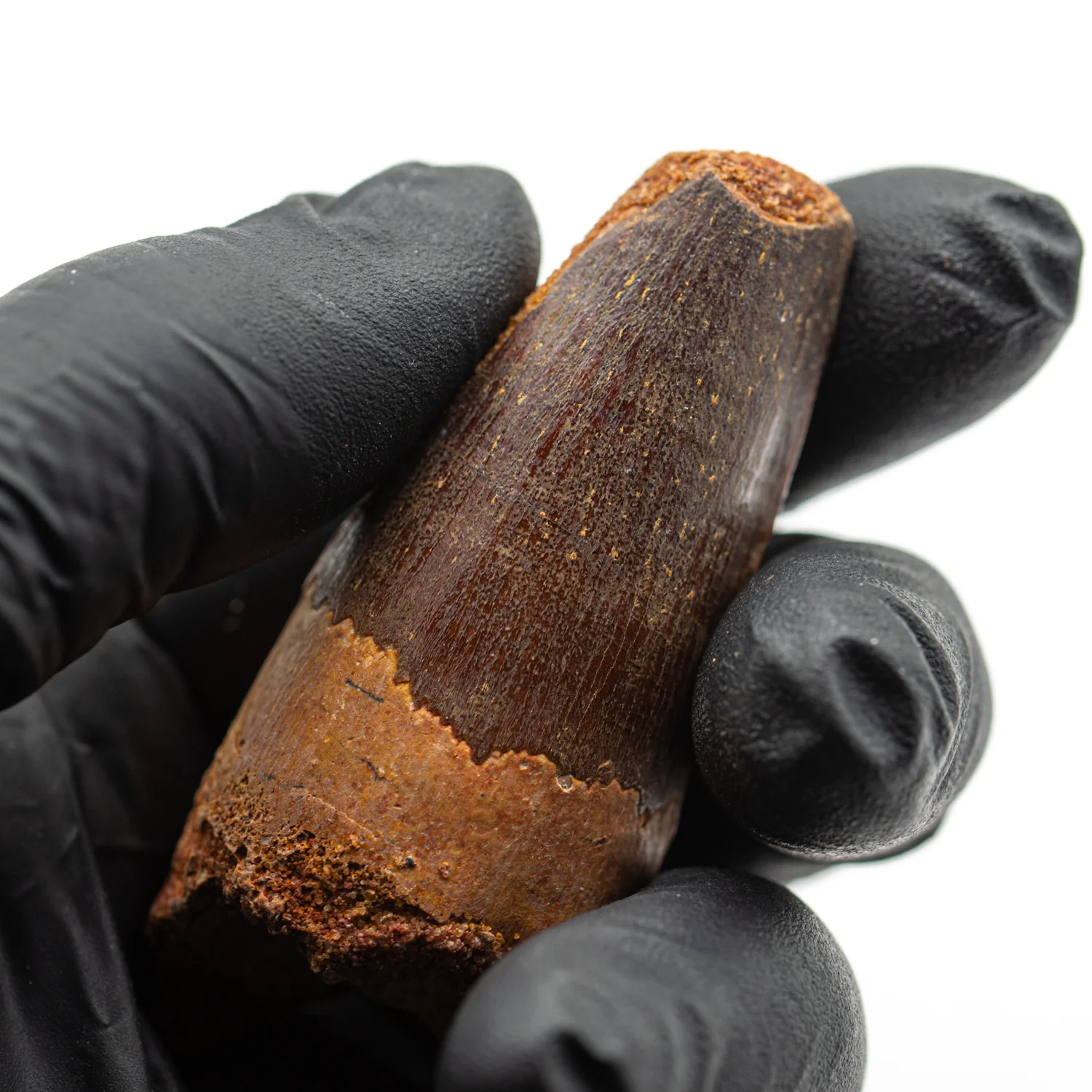 Spinosaurus Tooth - SOLD 2.445" Natural Wear Fossil - Image 2