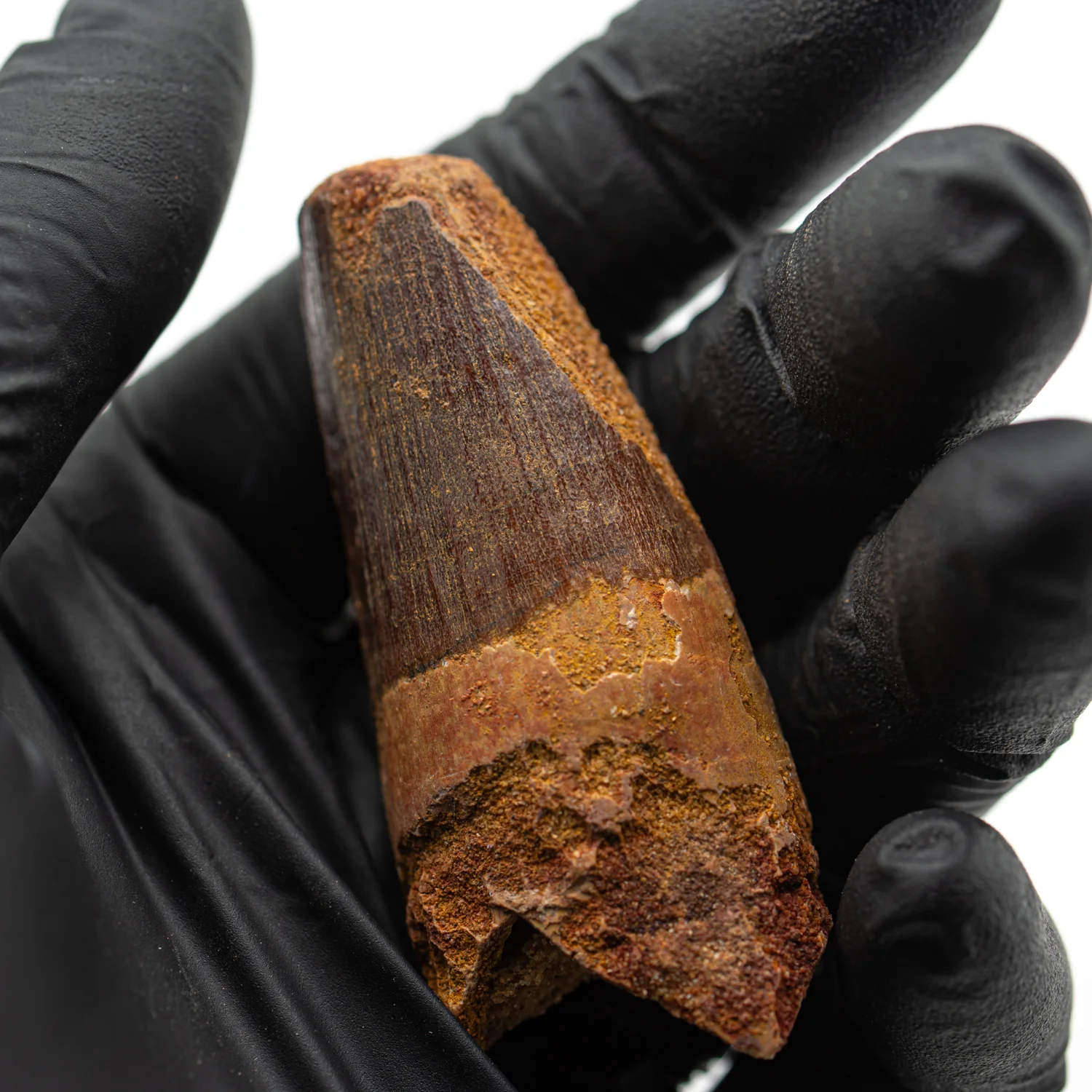 Spinosaurus Tooth - SOLD 2.445" Natural Wear Fossil - Image 4