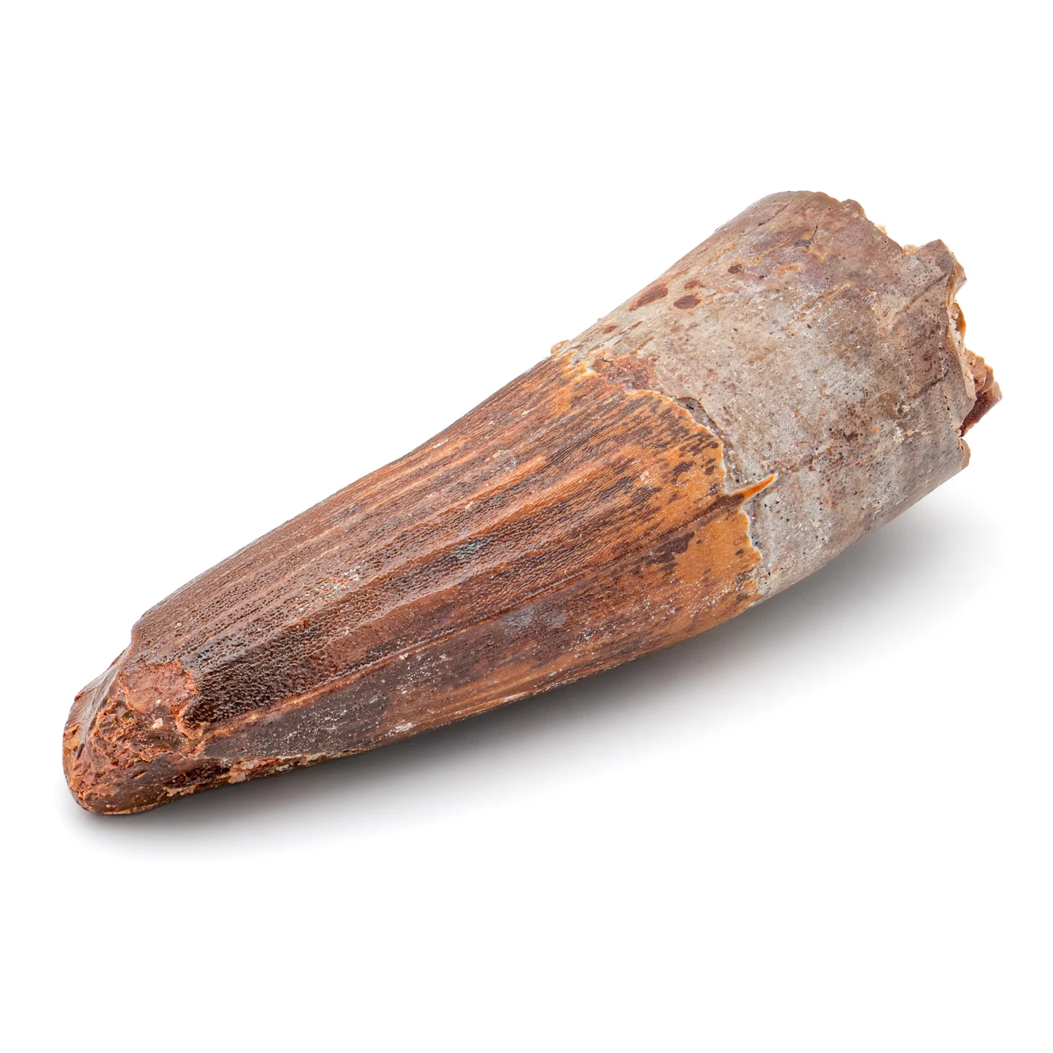 Spinosaurus Tooth - SOLD 2.679" Natural Wear Fossil