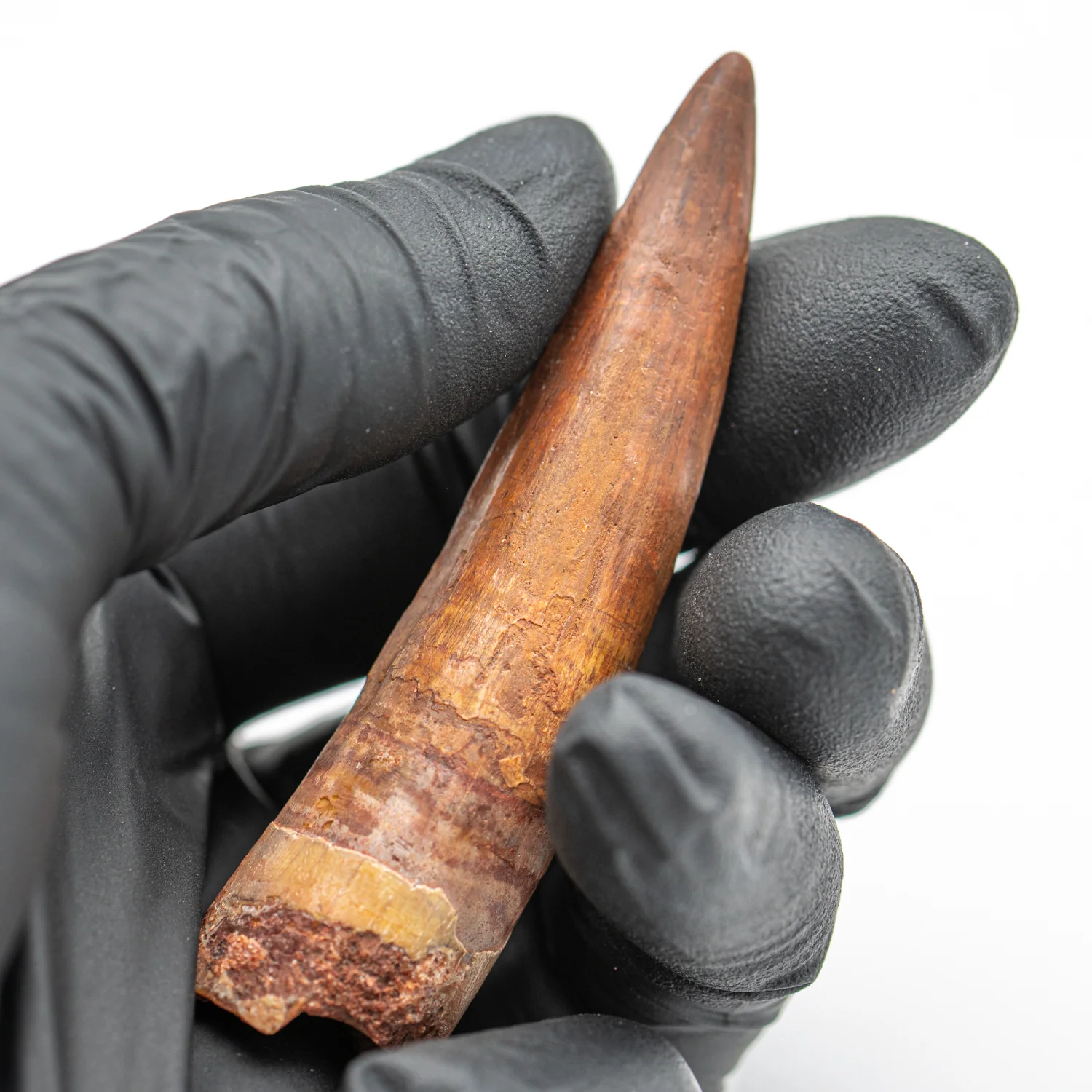 Spinosaurus Tooth - SOLD 2.689" Natural Wear Fossil