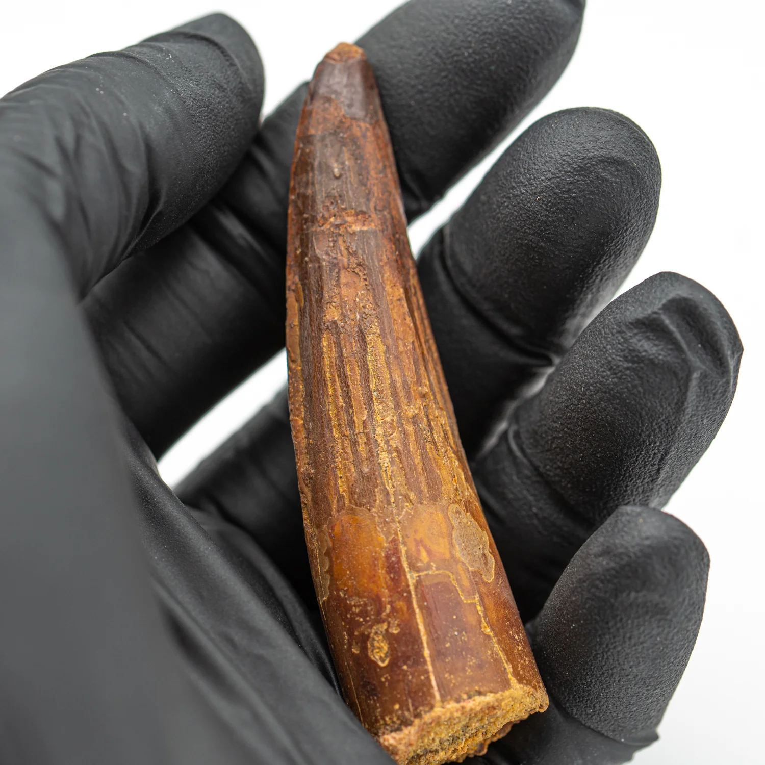 Spinosaurus Tooth - SOLD 2.738" Natural Wear Fossil - Image 3