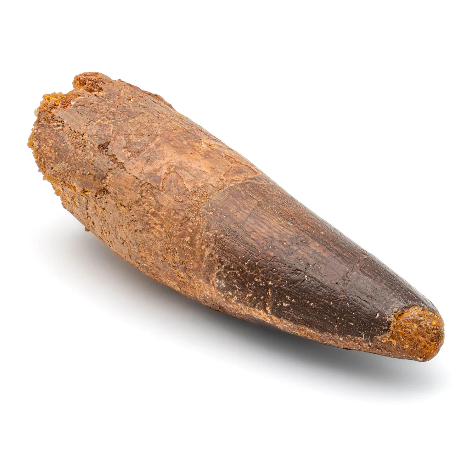 Spinosaurus Tooth - SOLD 2.744" Natural Wear Fossil - Image 2